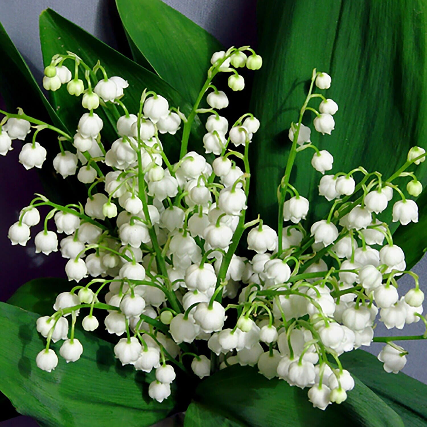 20 Lily of the Valley Pips