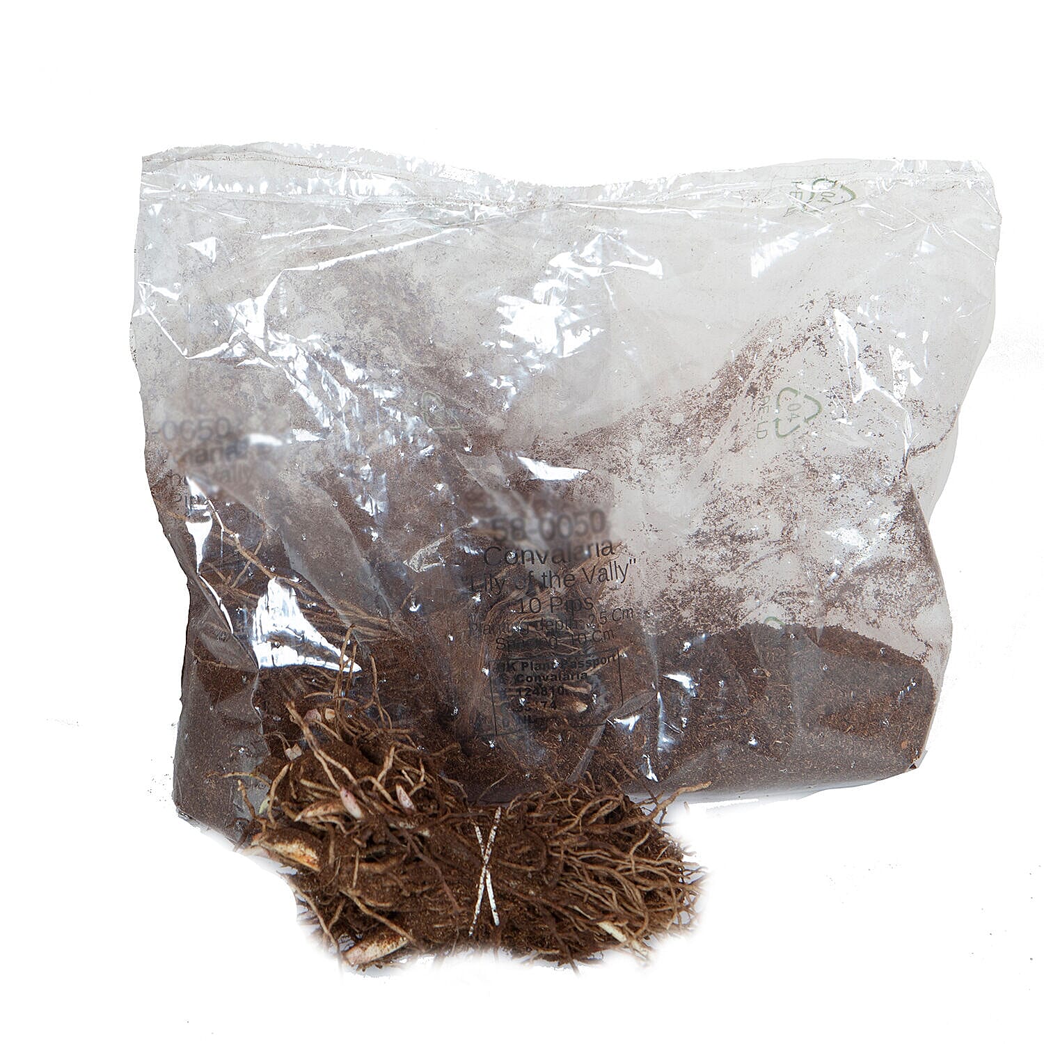 20 Lily of the Valley Pips