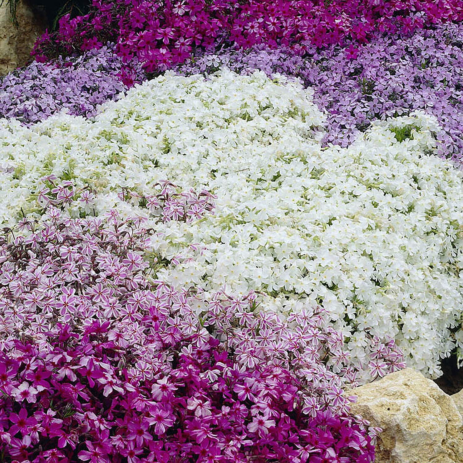 Carpet Phlox Collection - 3 Plants in 9cm Pots