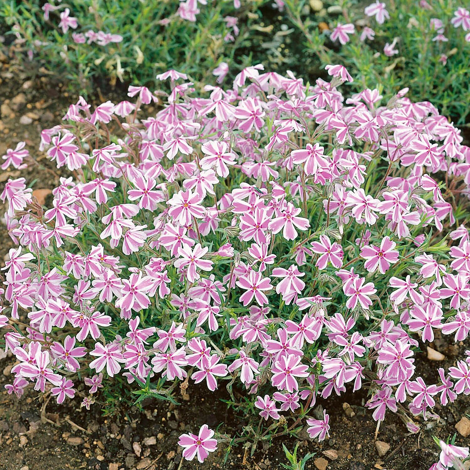 Carpet Phlox Collection - 3 Plants in 9cm Pots