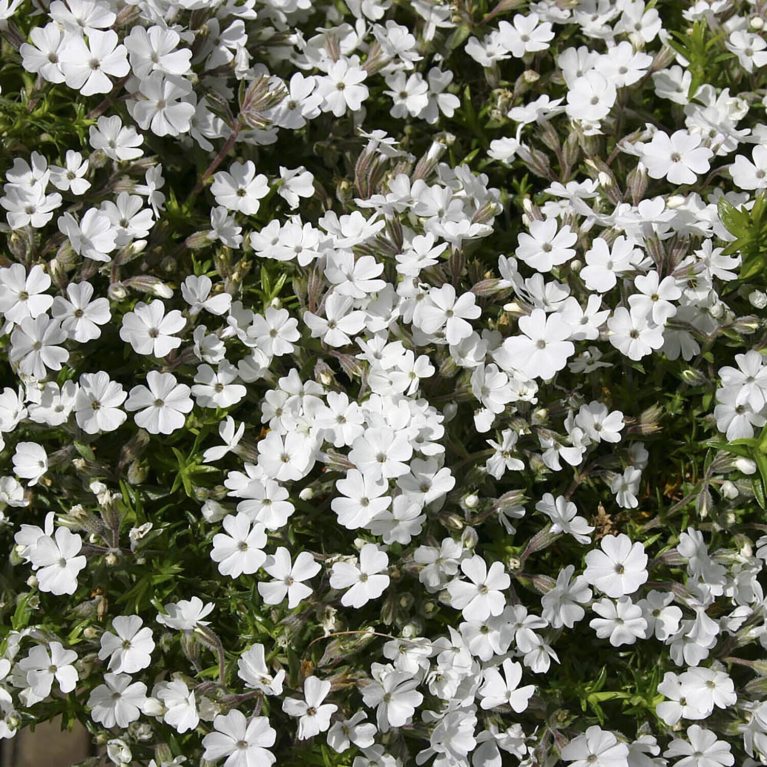 Carpet Phlox Collection - 3 Plants in 9cm Pots