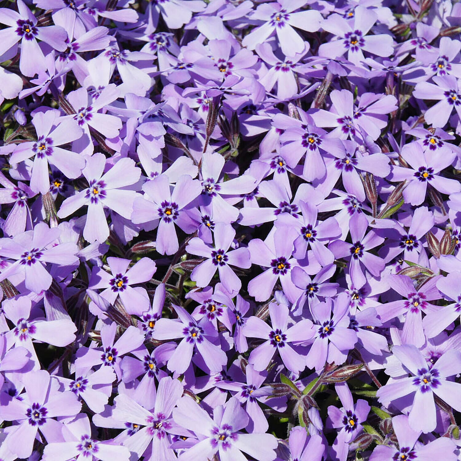 Carpet Phlox Collection - 3 Plants in 9cm Pots