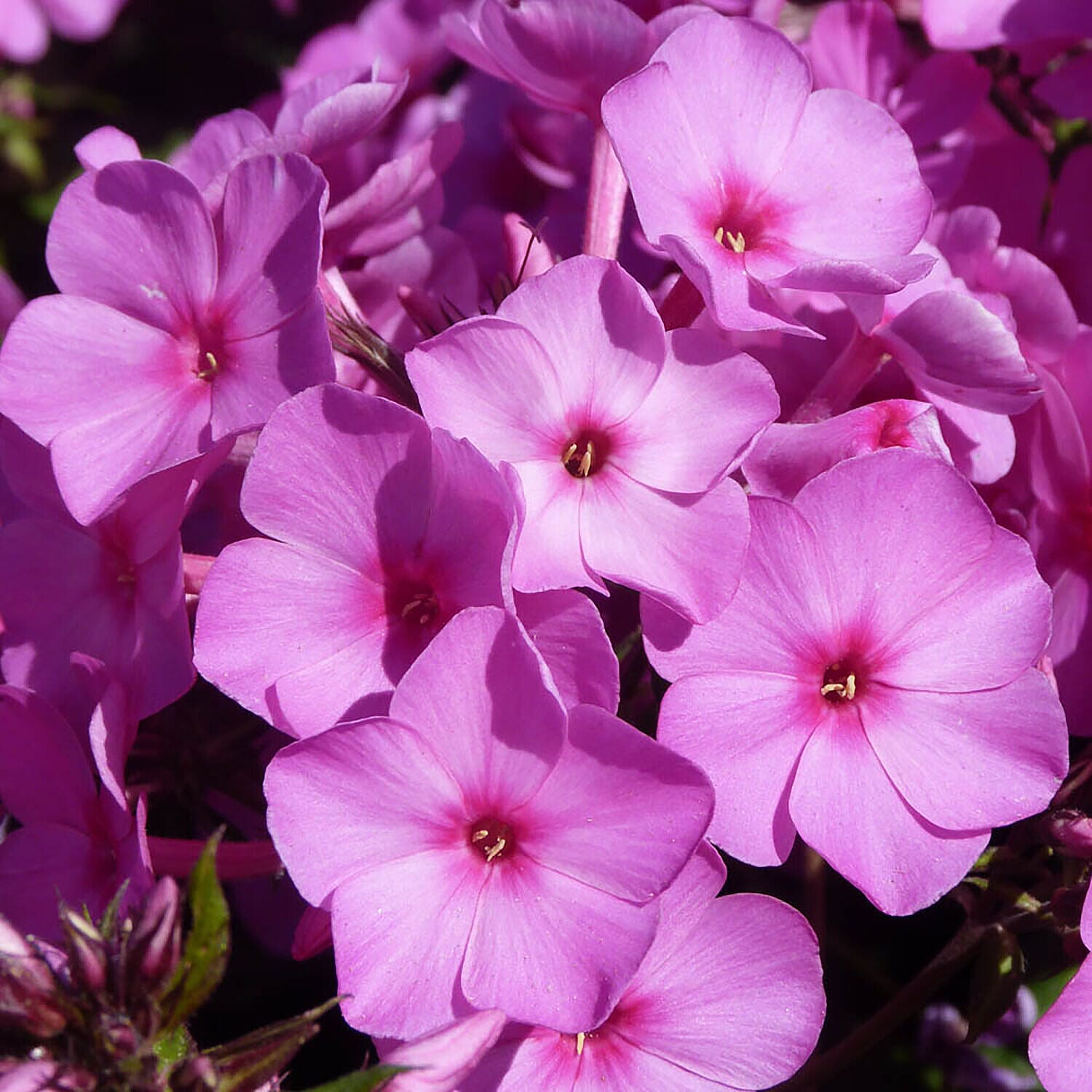 Carpet Phlox Collection - 3 Plants in 9cm Pots