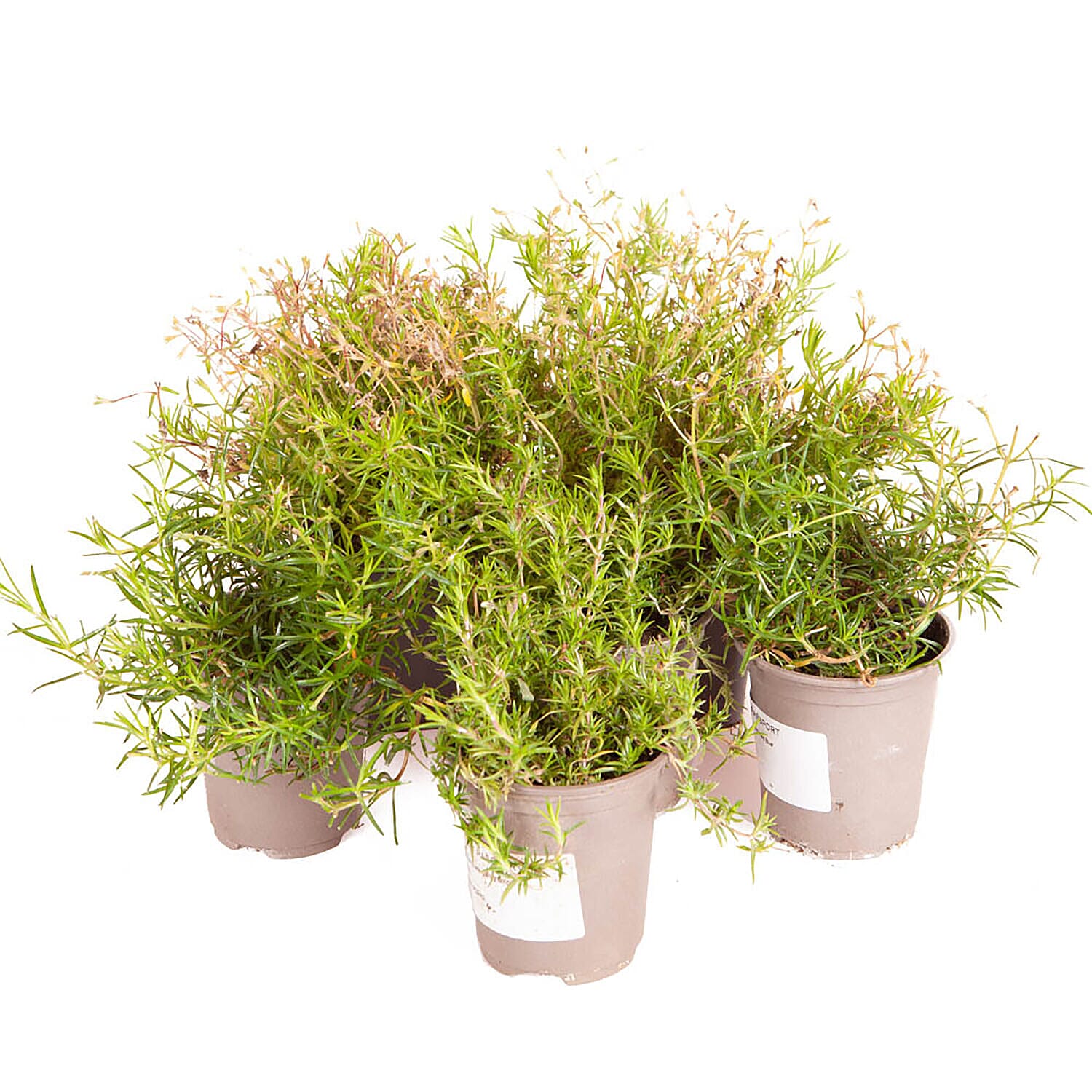 Carpet Phlox Collection - 3 Plants in 9cm Pots