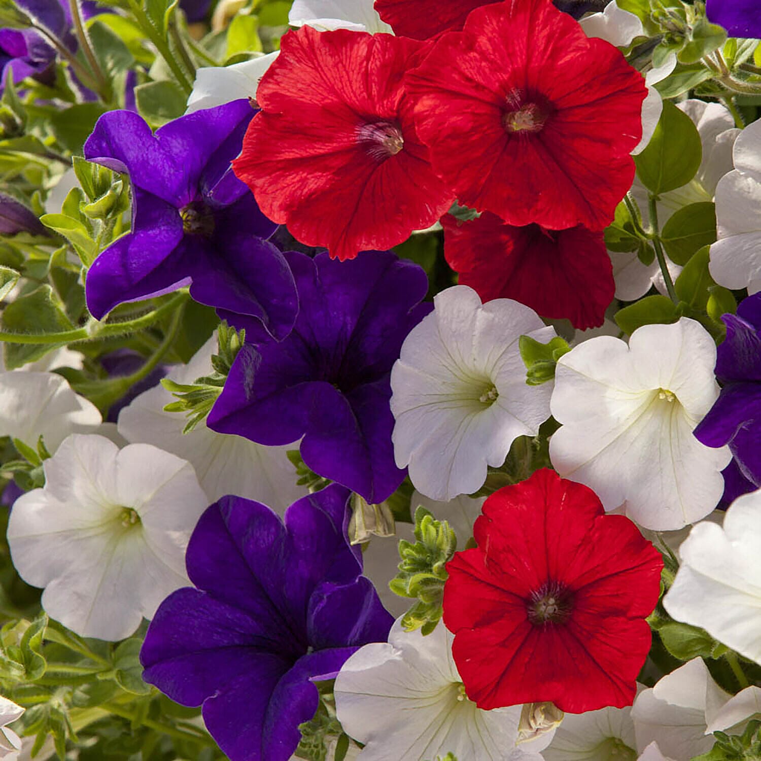 Best of British Petunia Hanging Basket Kit x12 Plugs, x2 Hanging Baskets - 20L Compost