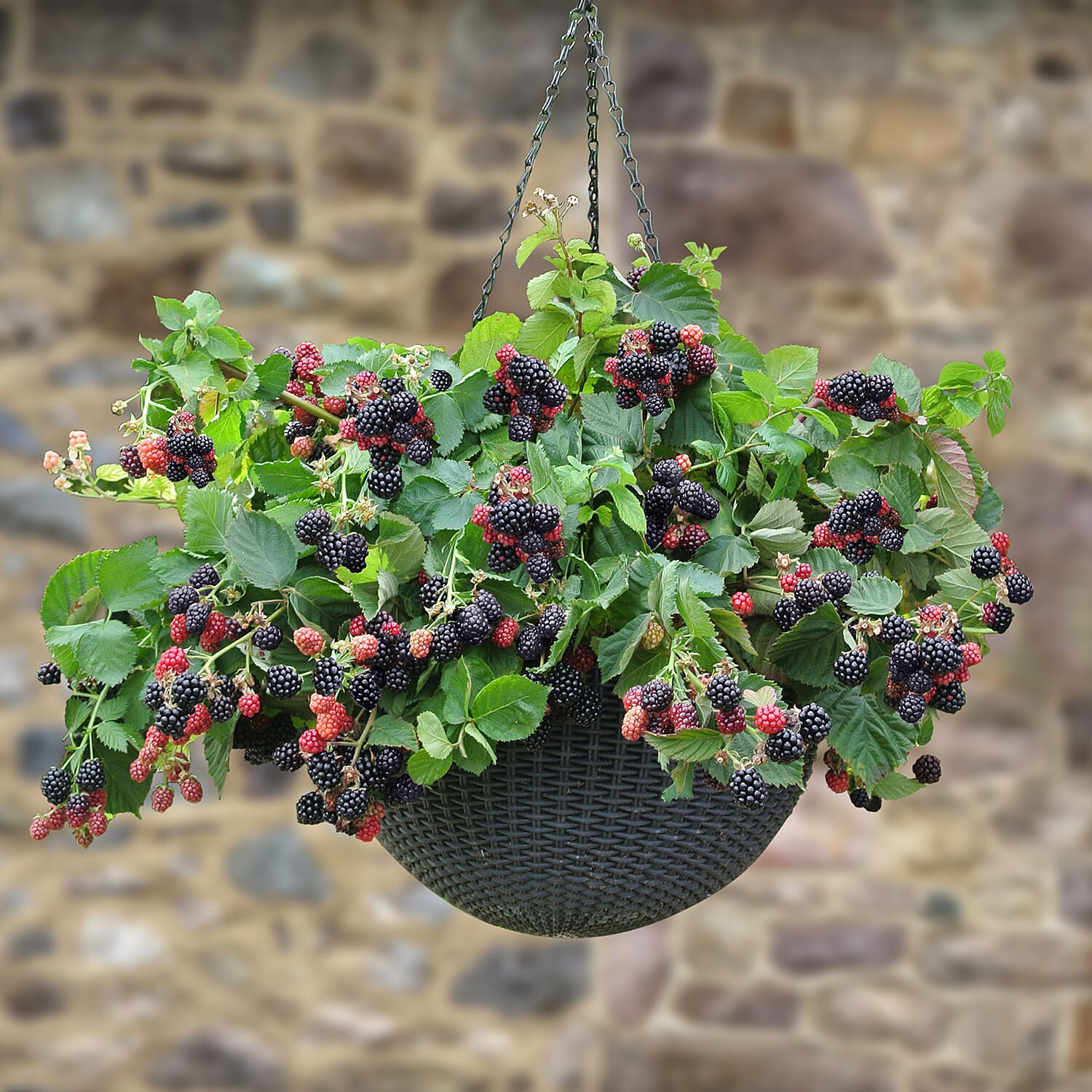 Pair of Tumbling Blackberry 9cm pots with Hanging Baskets
