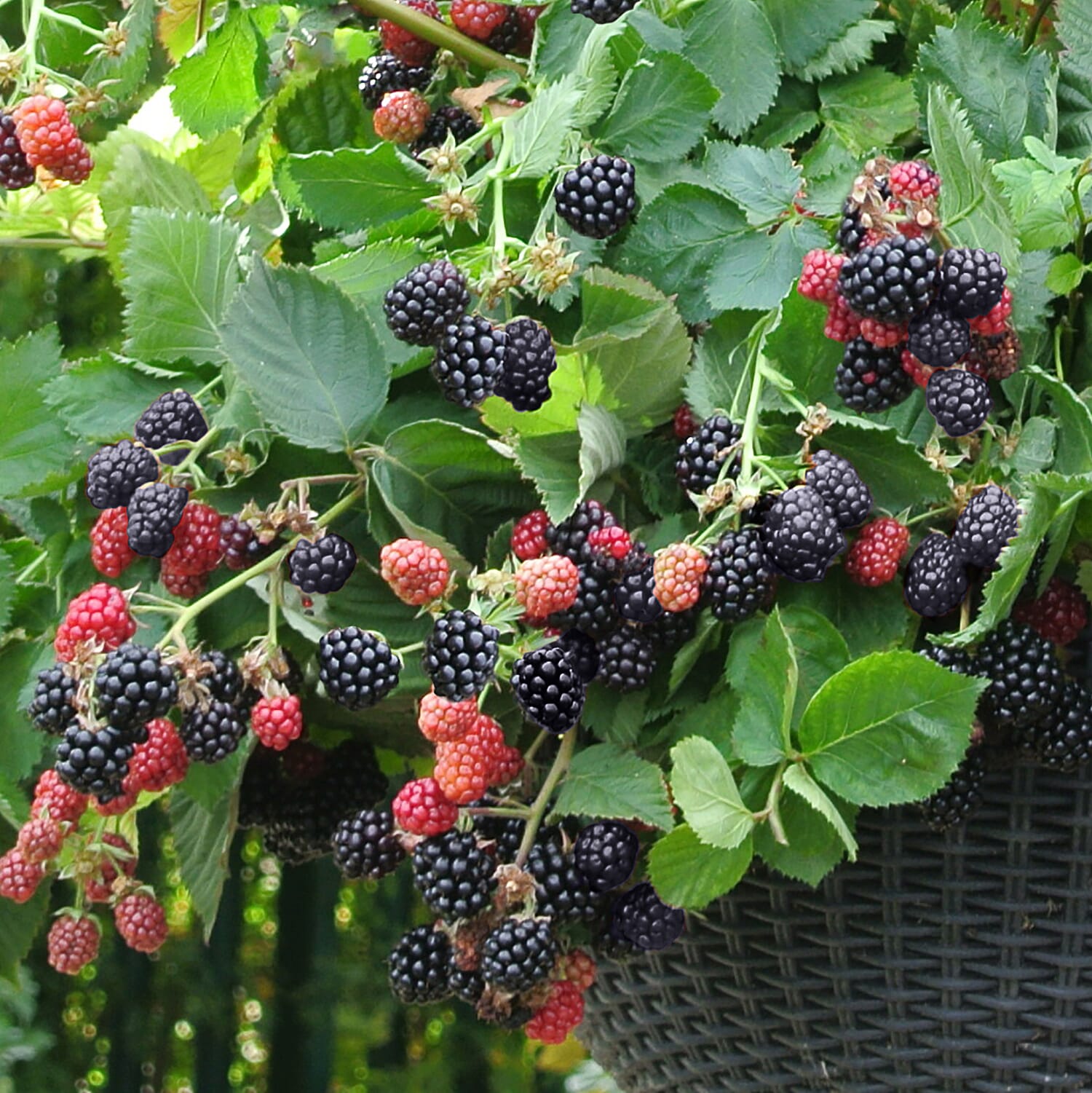 Pair of Tumbling Blackberry 9cm pots with Hanging Baskets