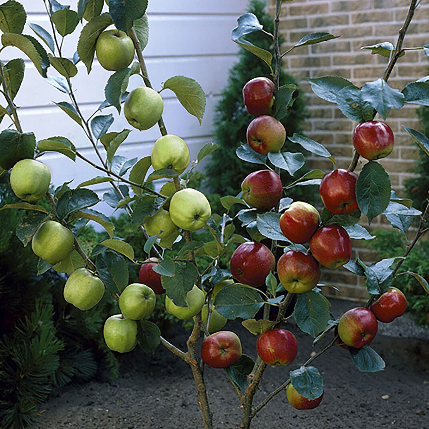 Fruit Tree Duo - Apple Tree & Pear Tree