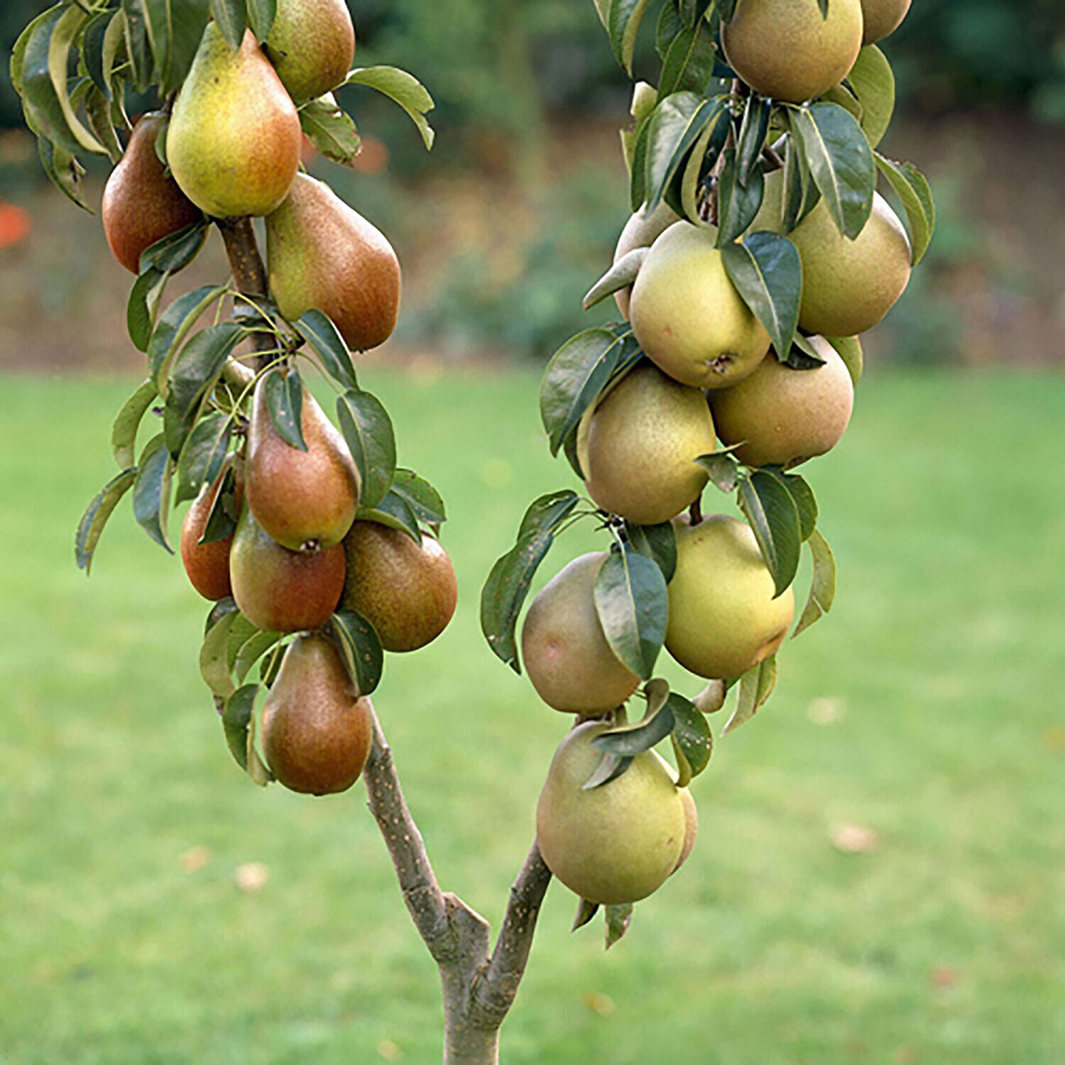 Fruit Tree Duo - Apple Tree & Pear Tree