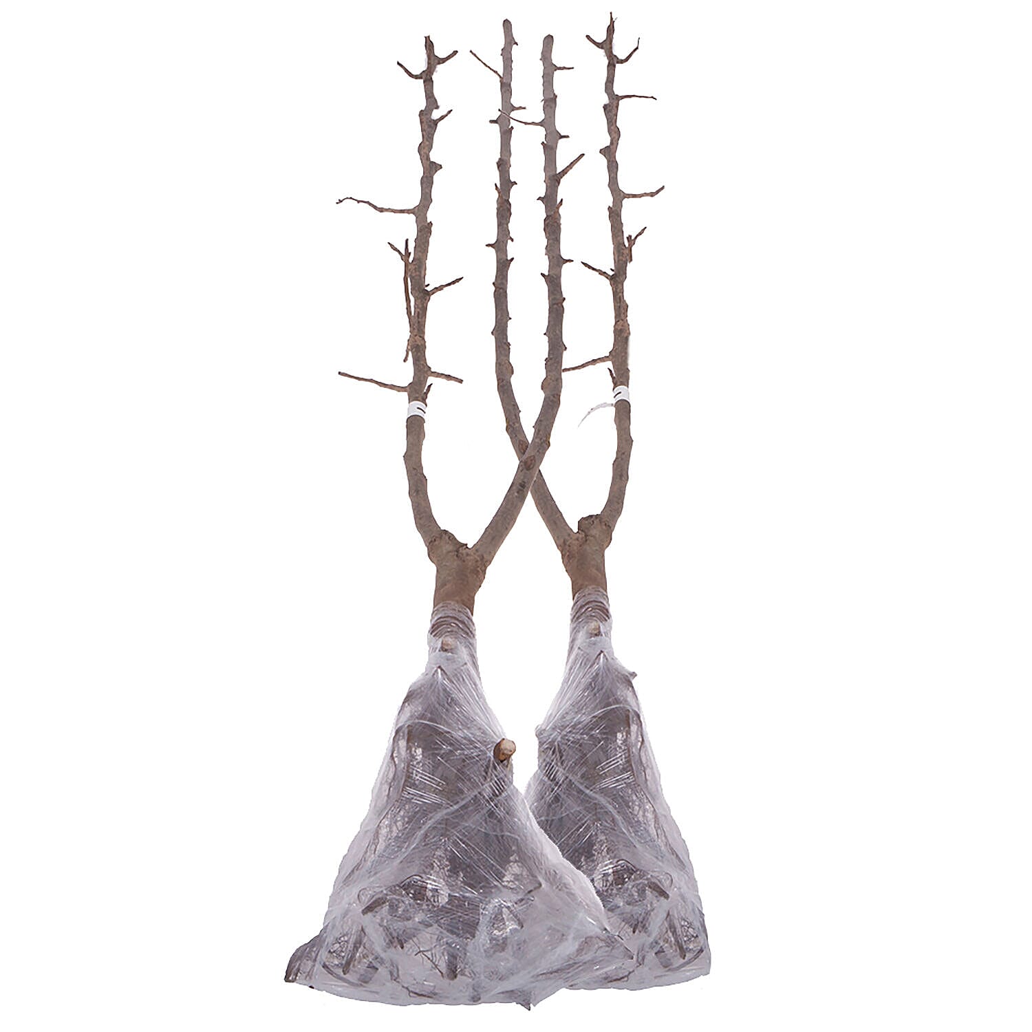 Fruit Tree Duo - Apple Tree & Pear Tree