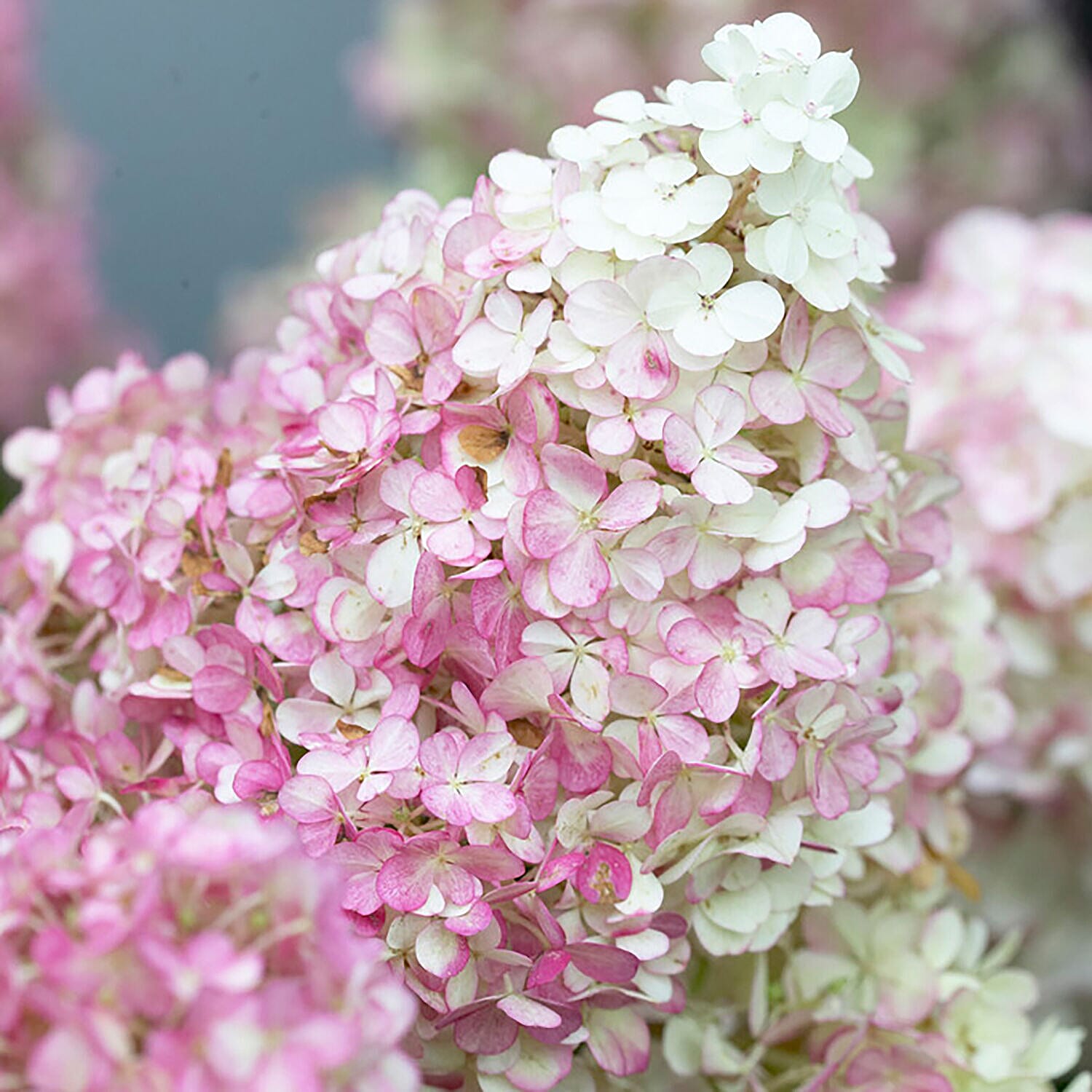 Mixed Hydrangea Collection