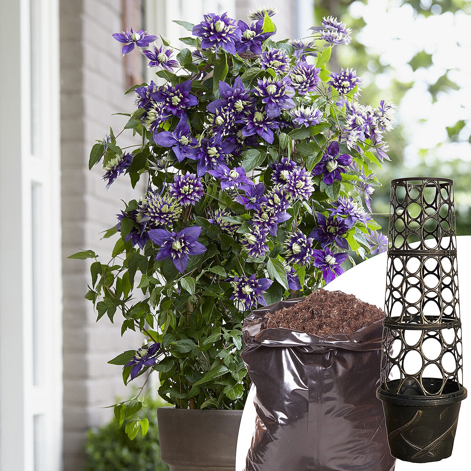 Taiga Clematis Patio Kit