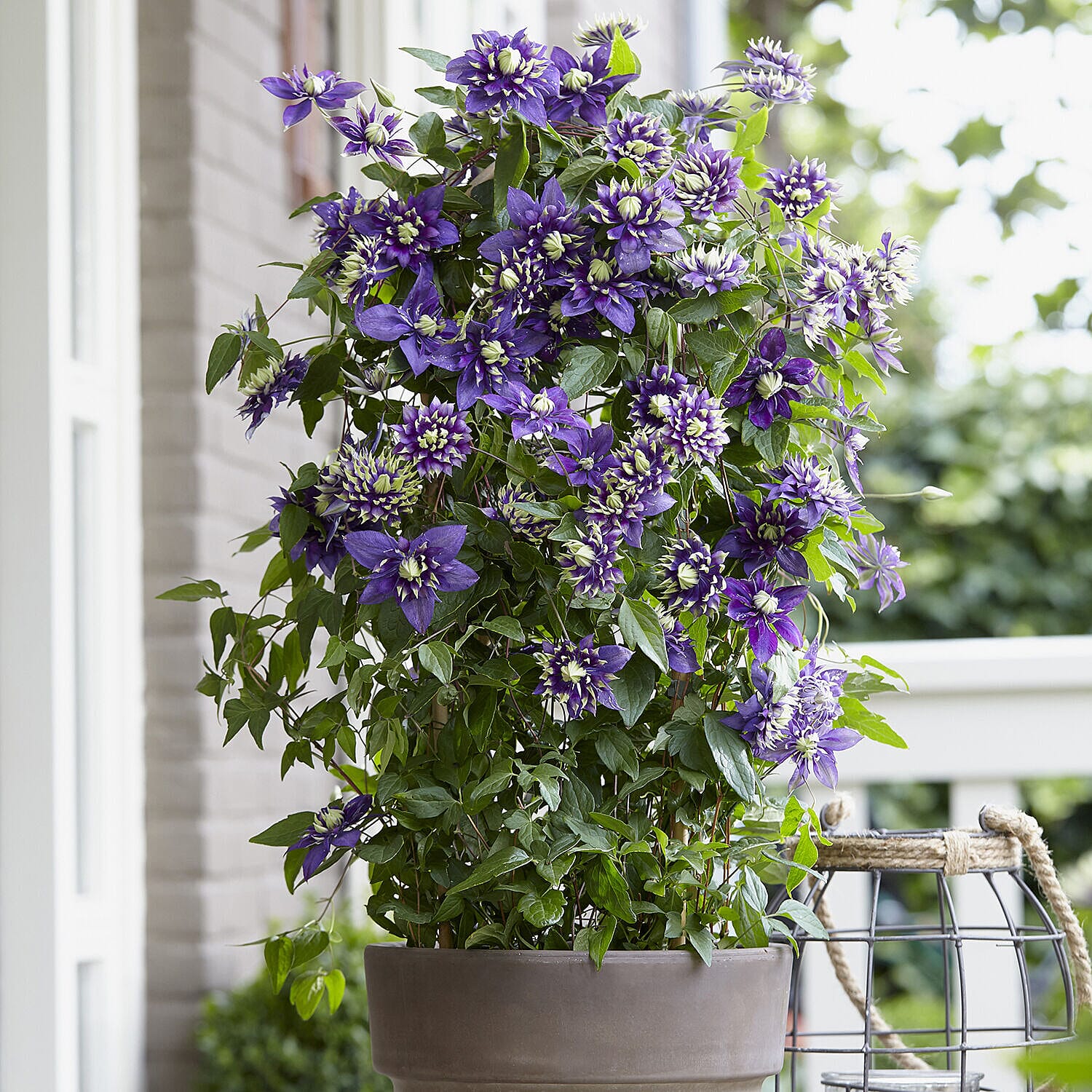 Taiga Clematis Patio Kit