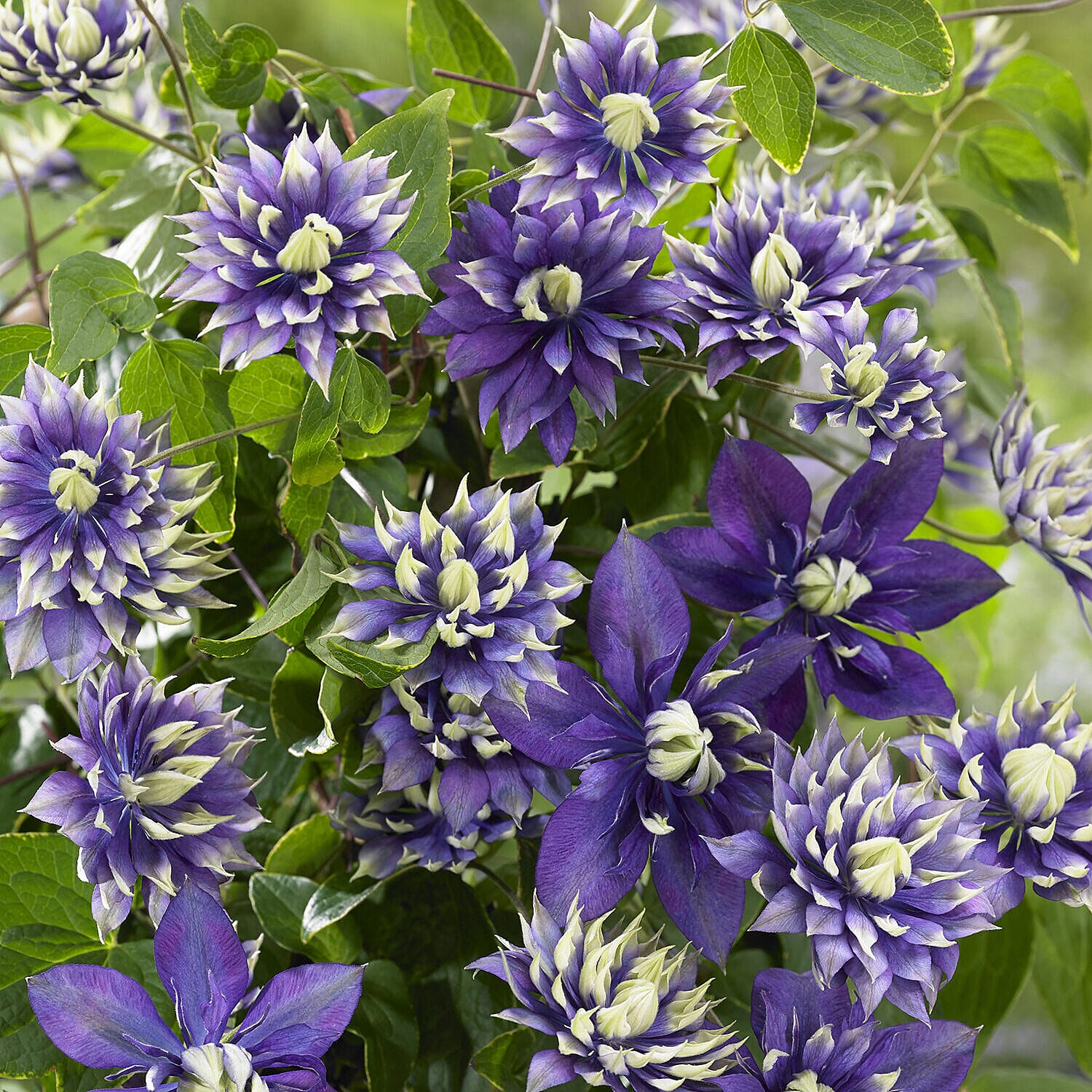 Taiga Clematis Patio Kit
