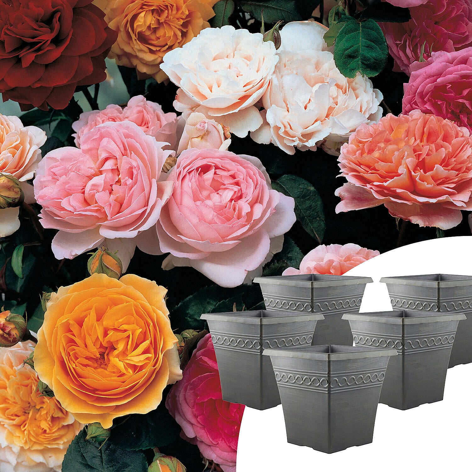 Collection of 5 Victorian Style Bare Root Roses with Square Garden Planters