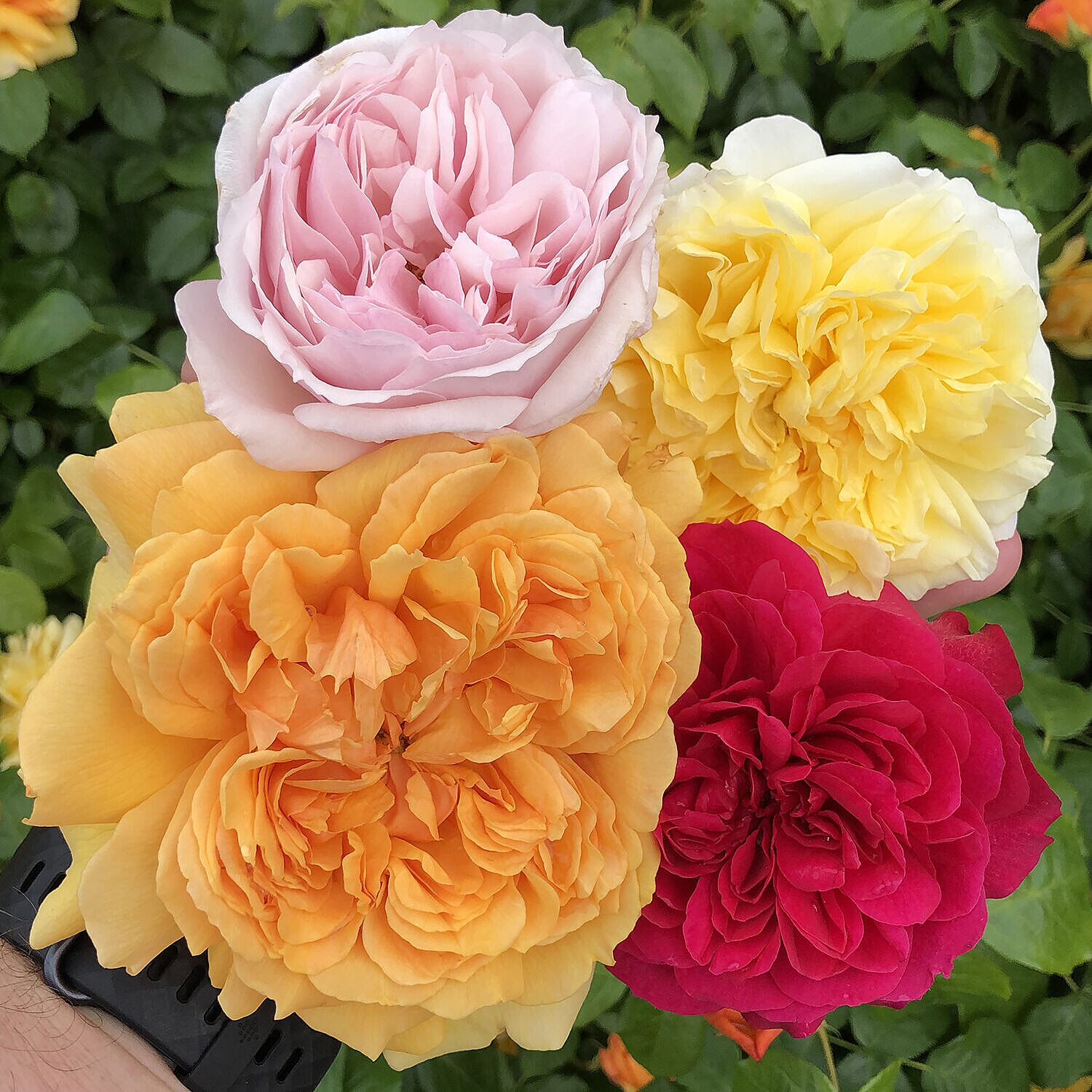 Collection of 5 Victorian Style Bare Root Roses with Square Garden Planters