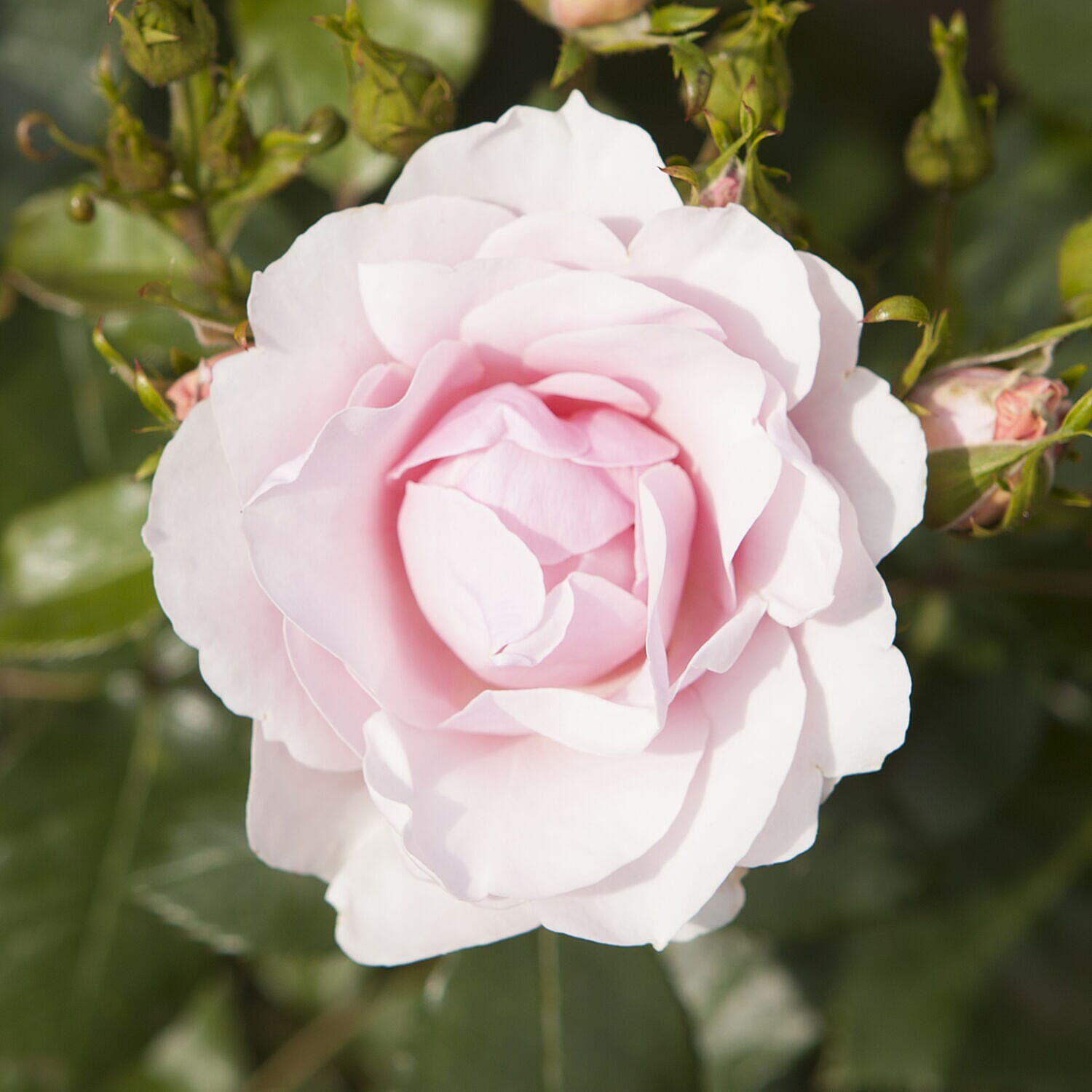 Collection of 5 Victorian Style Bare Root Roses with Square Garden Planters