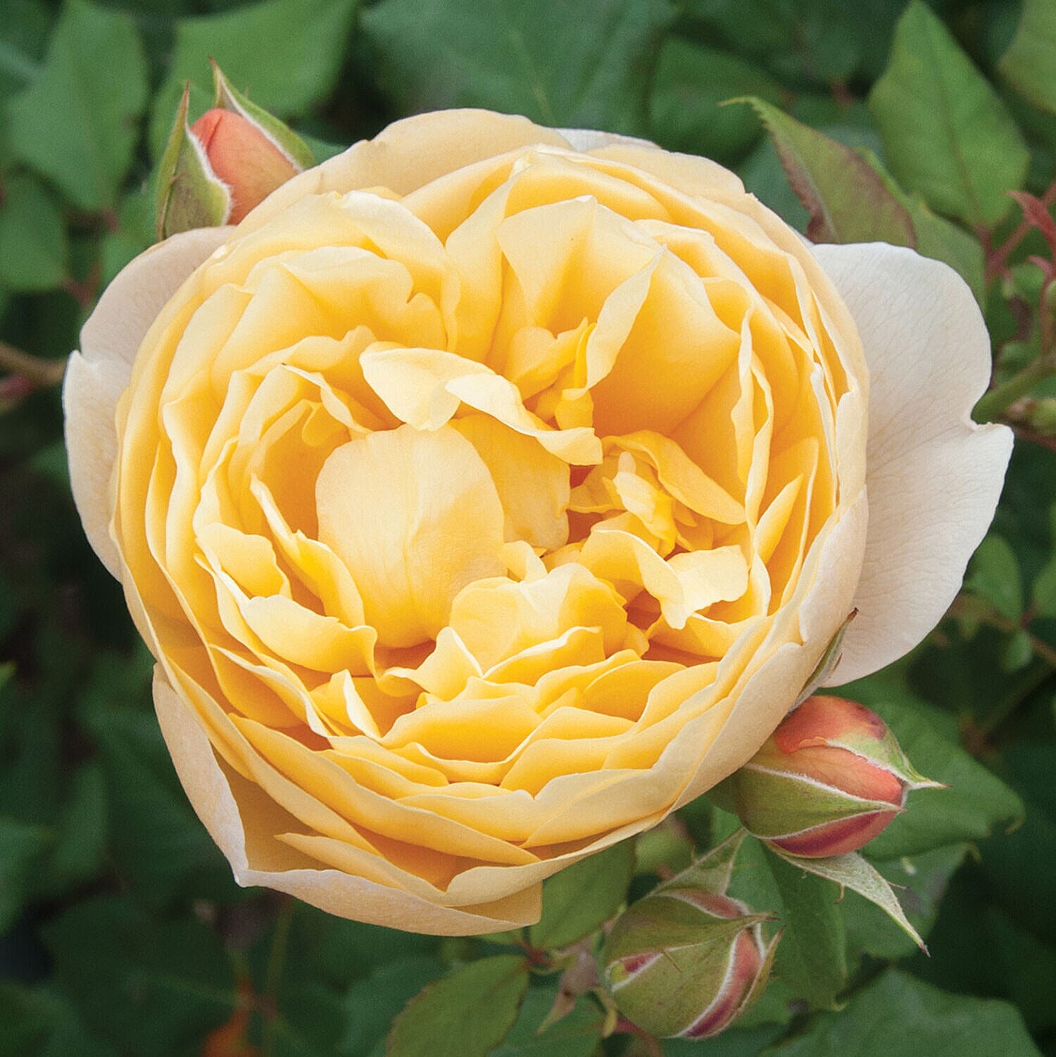 Collection of 5 Victorian Style Bare Root Roses with Square Garden Planters