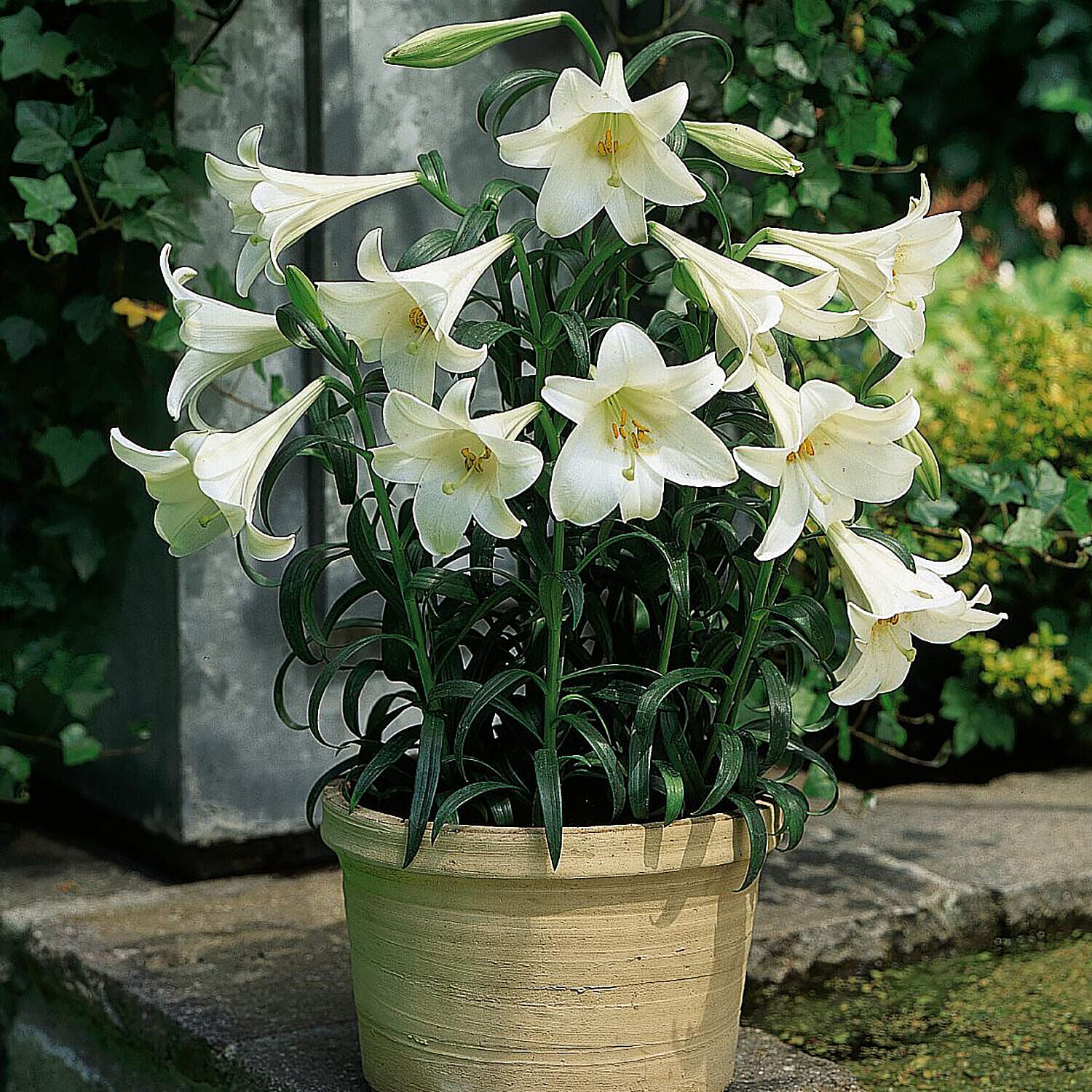 Collection of 20 Scented White Trumpet Lily Bulbs