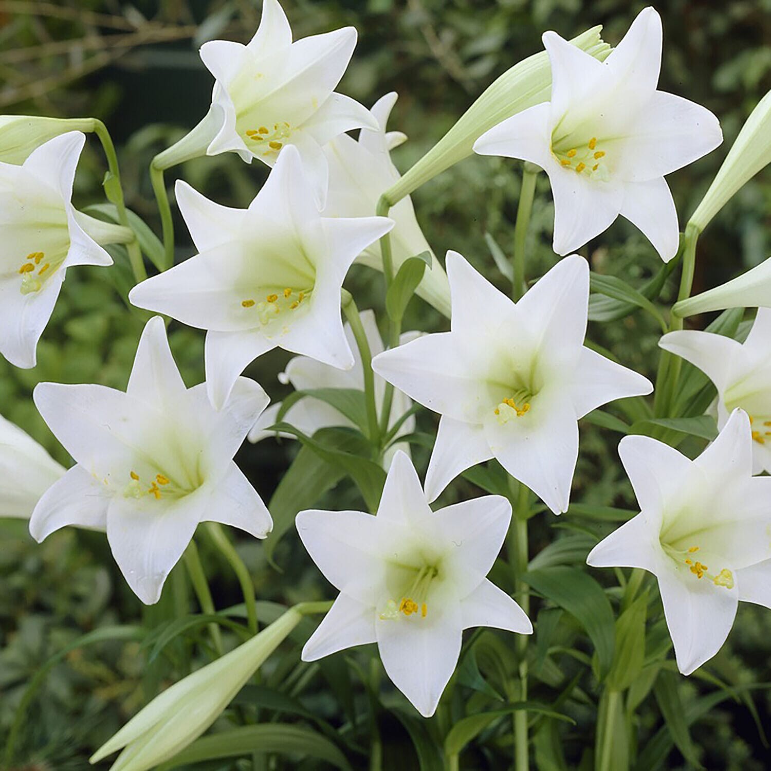 Collection of 20 Scented White Trumpet Lily Bulbs