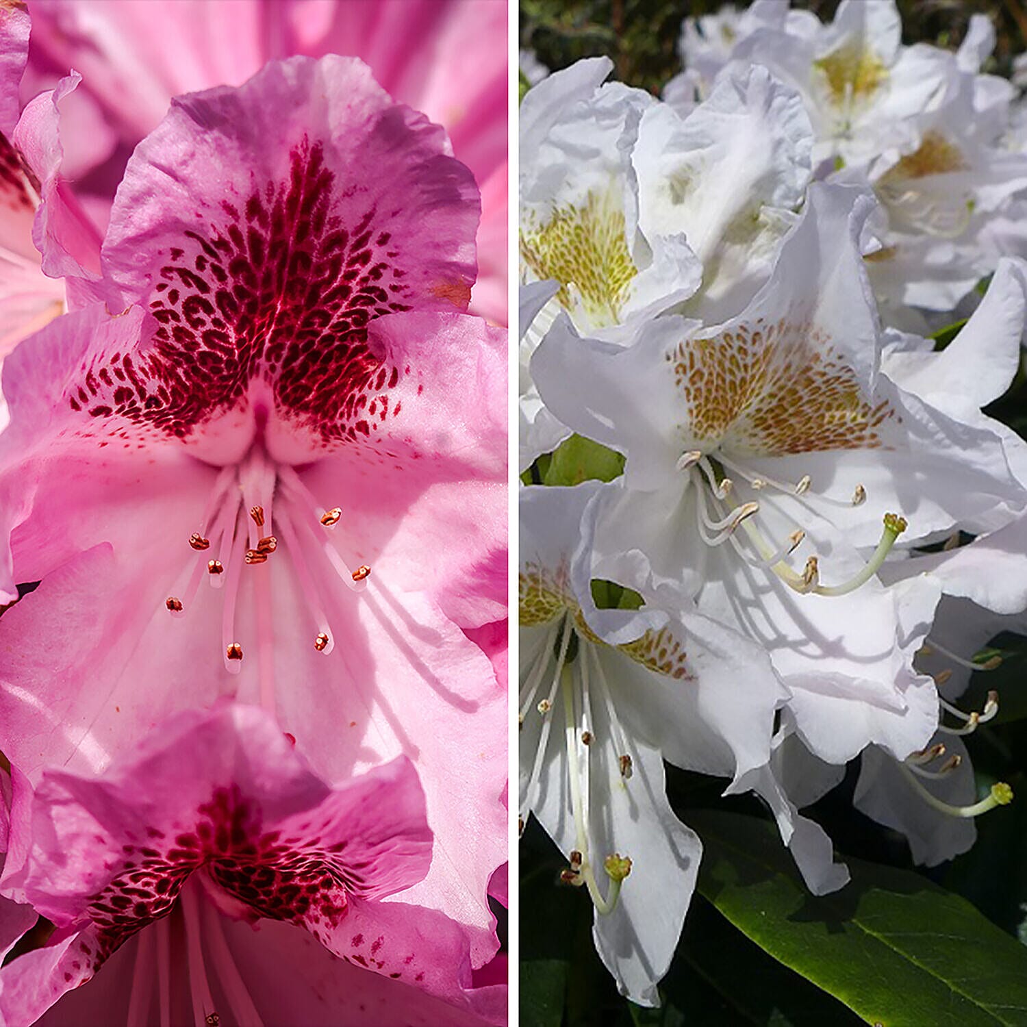 Pair of Rhododendron - White & Pink