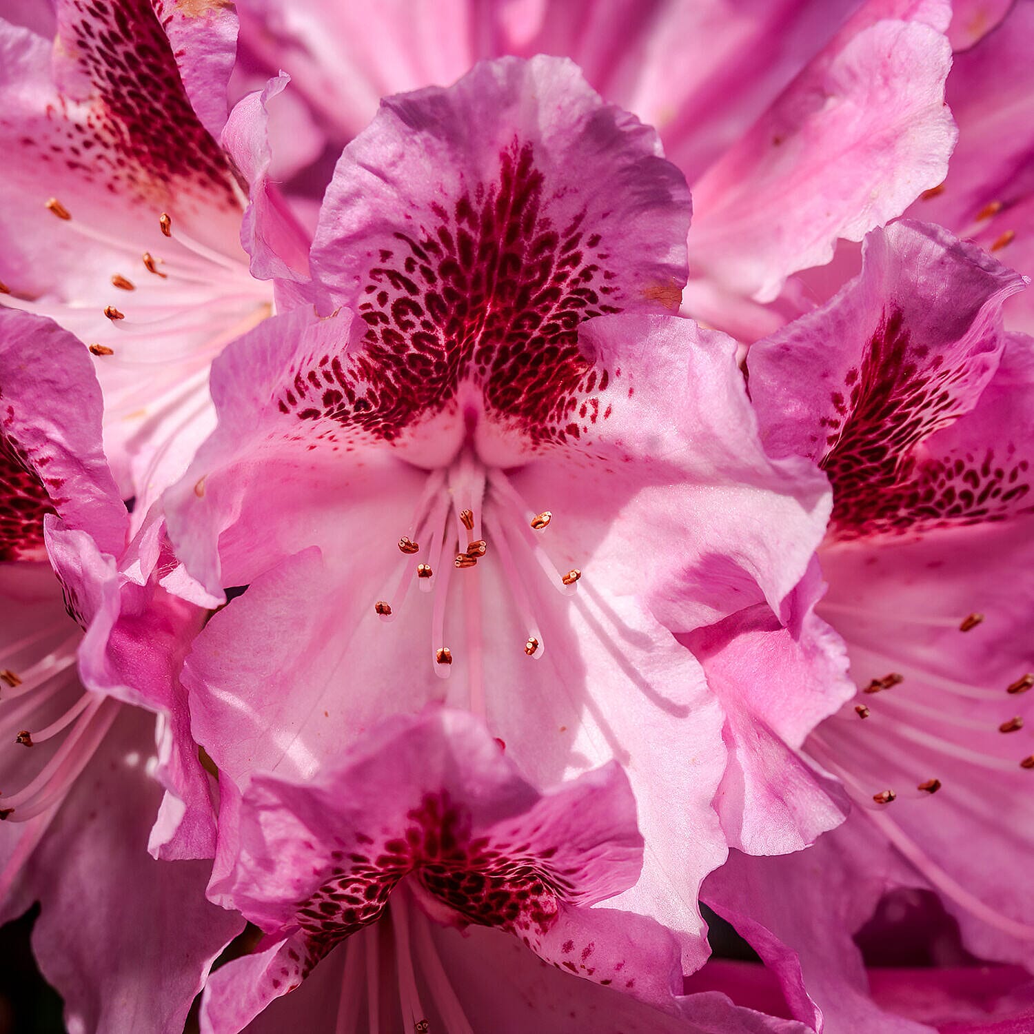 Pair of Rhododendron - White & Pink