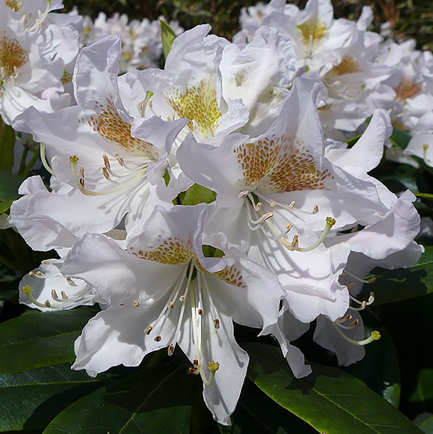 Pair of Rhododendron - White & Pink