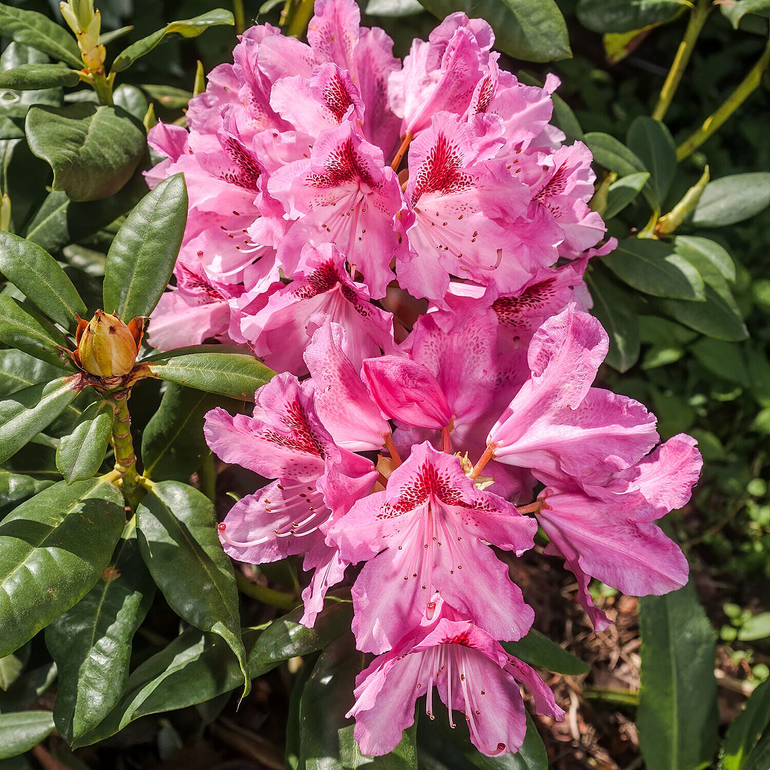Pair of Rhododendron - White & Pink
