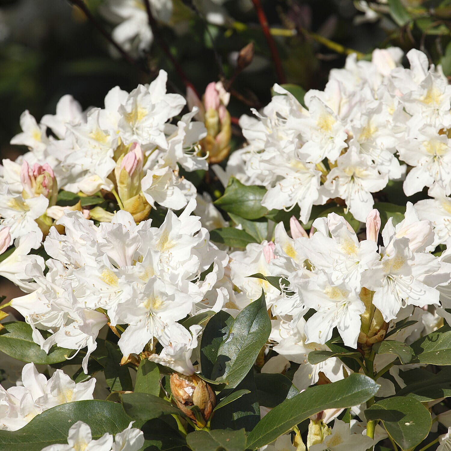 Pair of Rhododendron - White & Pink
