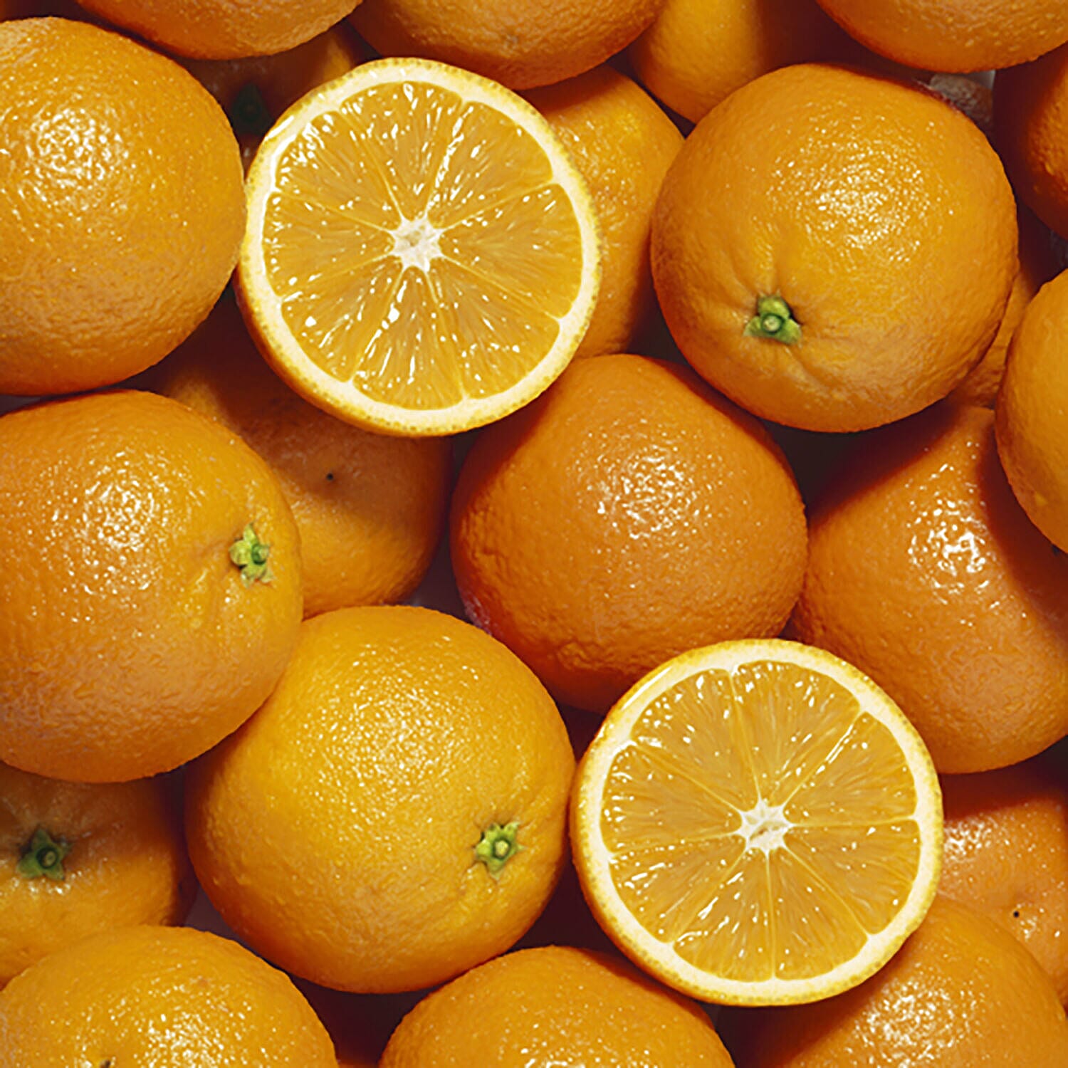 Citrus Orange Tree in 6L Pot