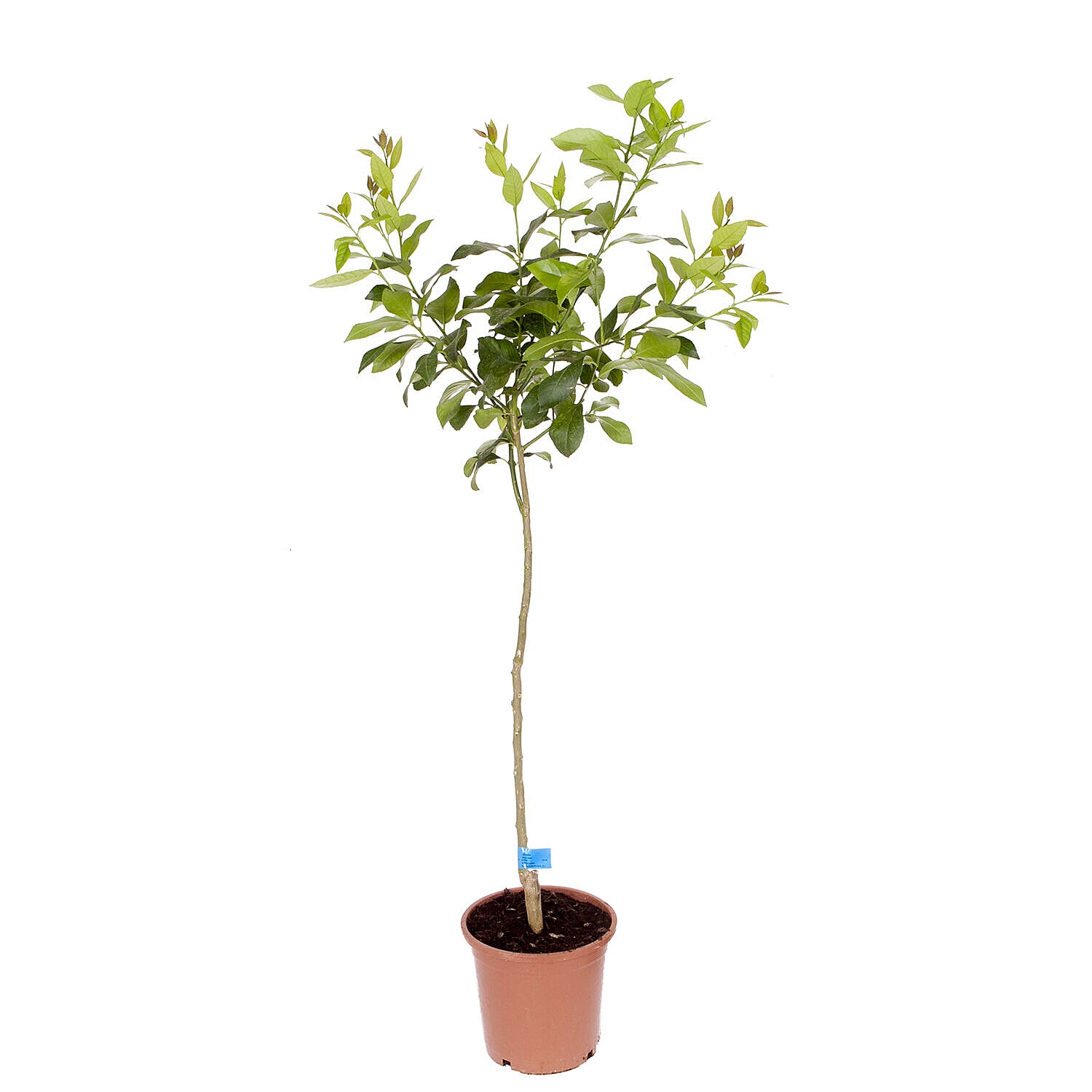 Citrus Orange Tree in 6L Pot
