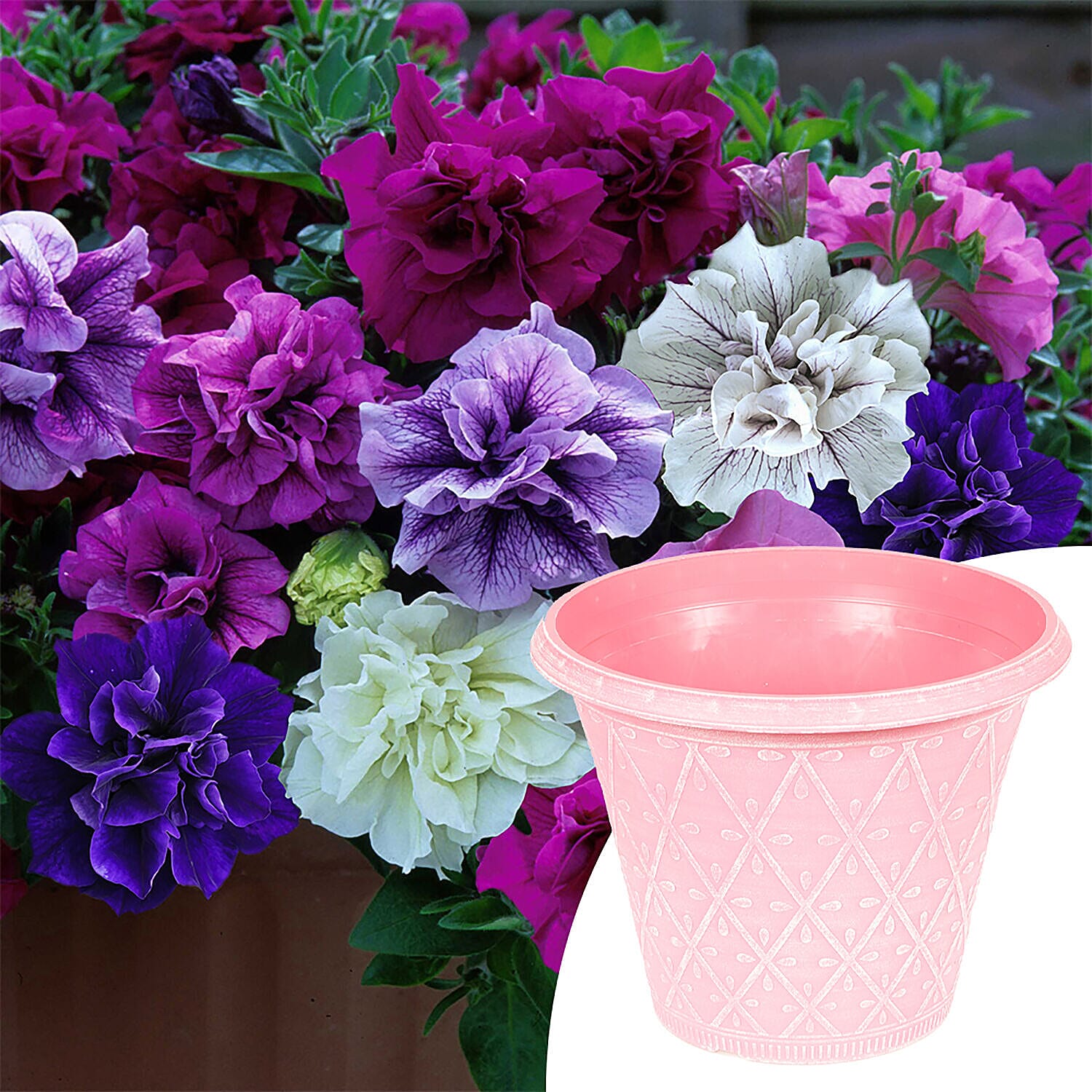 12 Fragrant Petunia Tumbelina Plug Plants PLUS 4 - Pink Planters
