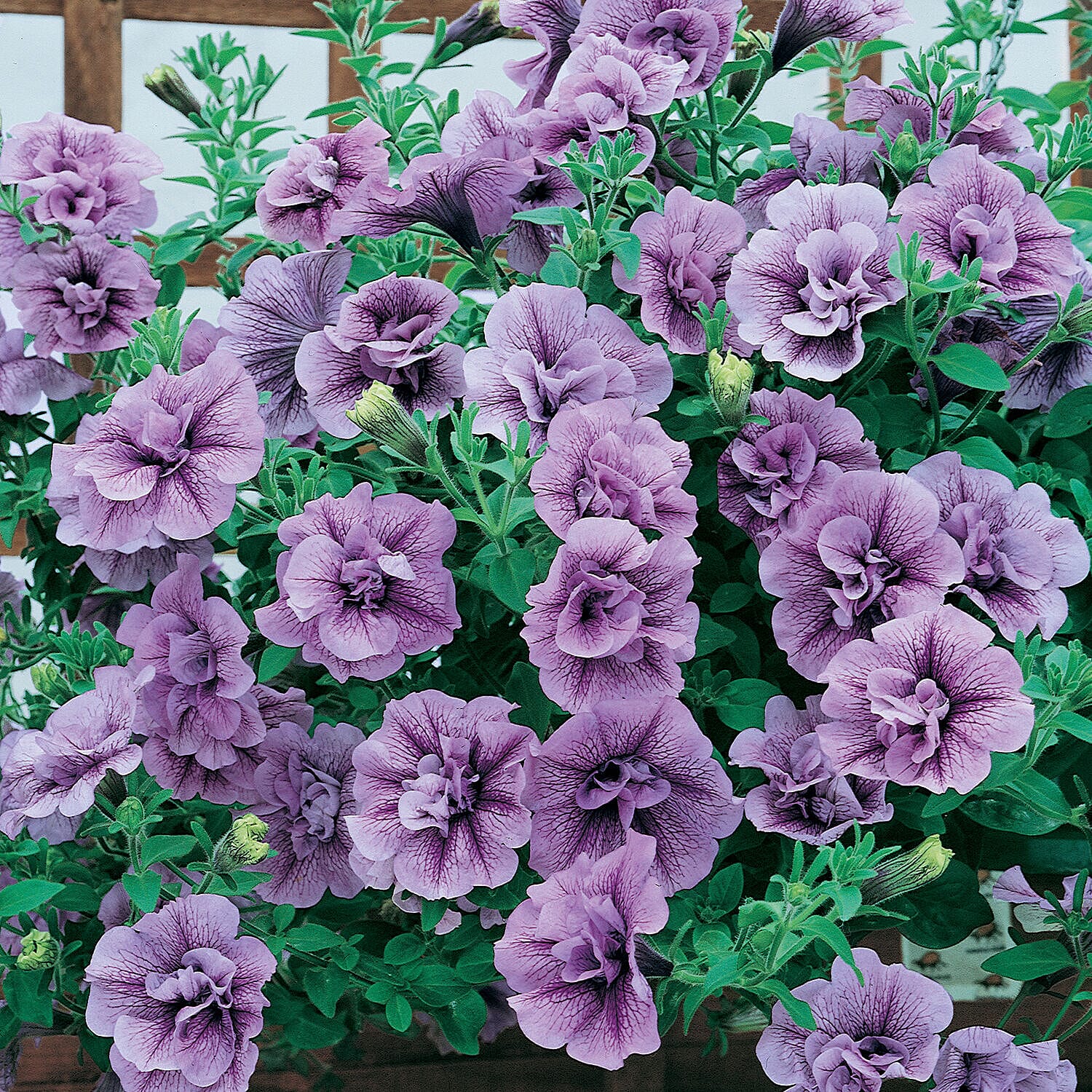 12 Fragrant Petunia Tumbelina Plug Plants PLUS 4 - Pink Planters