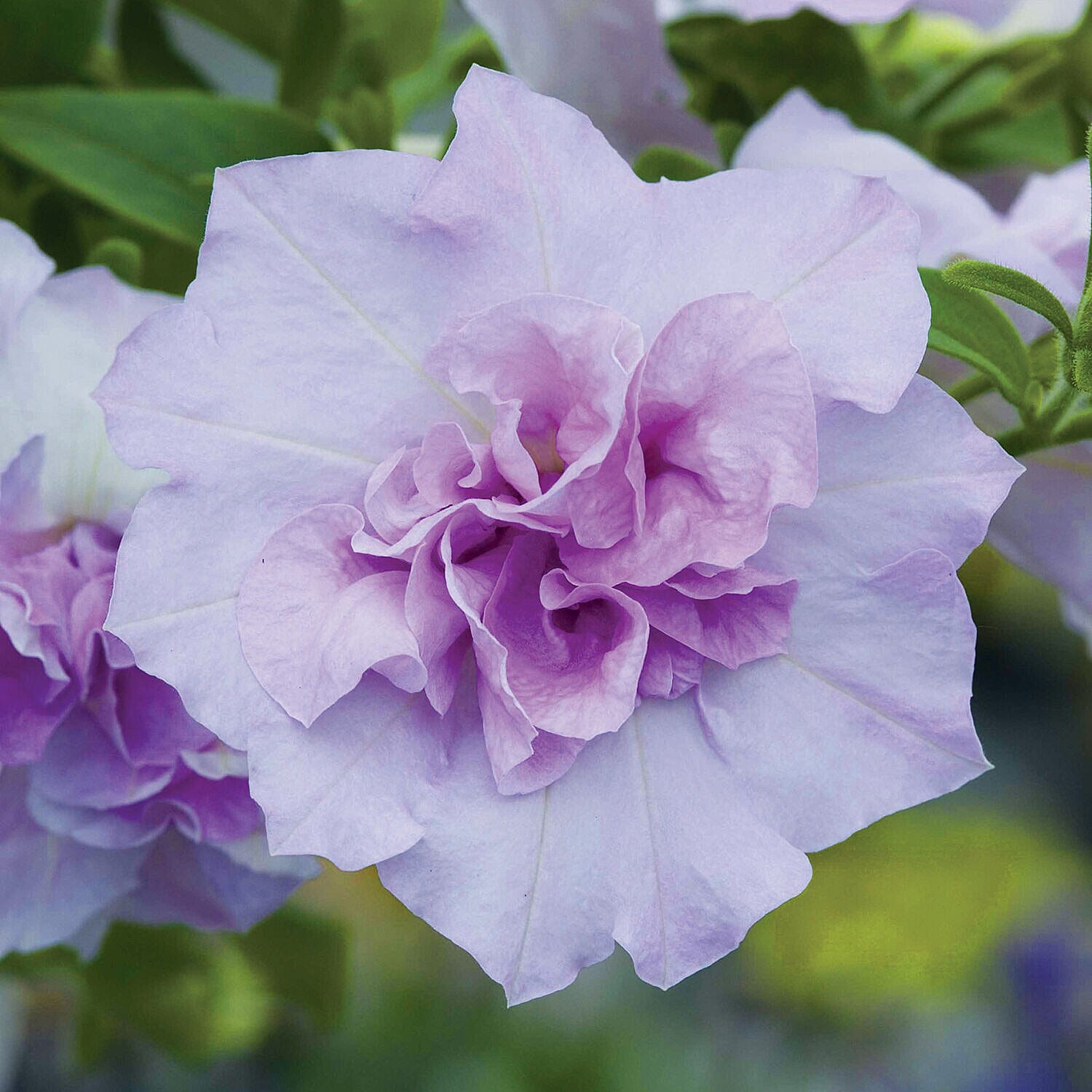 12 Fragrant Petunia Tumbelina Plug Plants PLUS 4 - Pink Planters