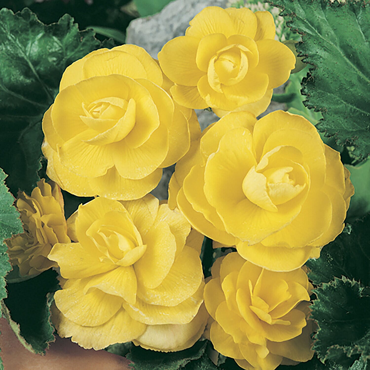 Set of 18 - Begonia Non-Stop Mixed Plug Plants