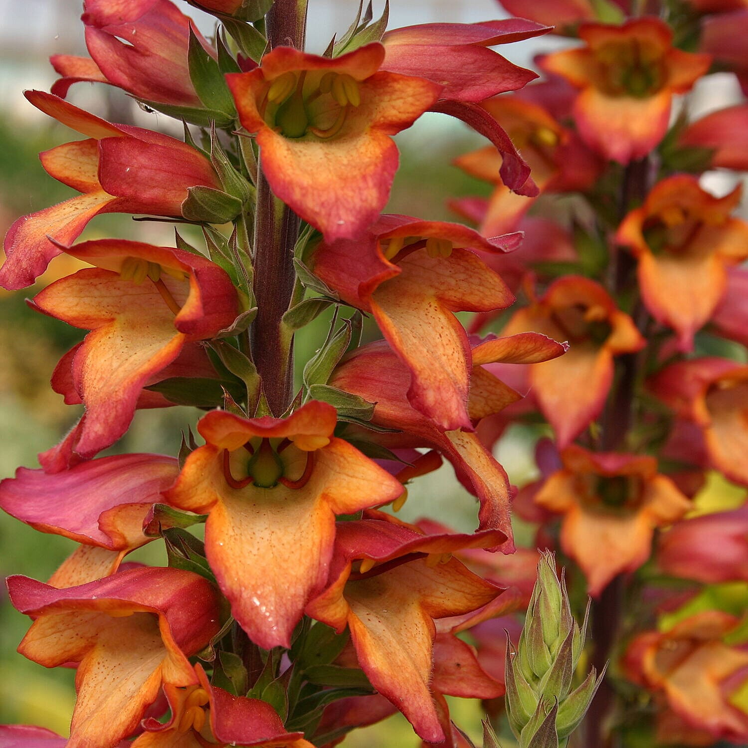 Digitalis Illumination Flame x 6  Plug Plants