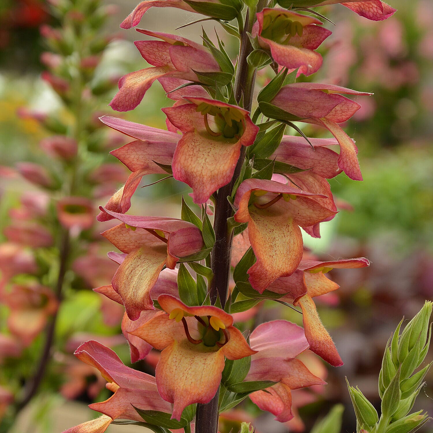 Digitalis Illumination Flame x 6  Plug Plants