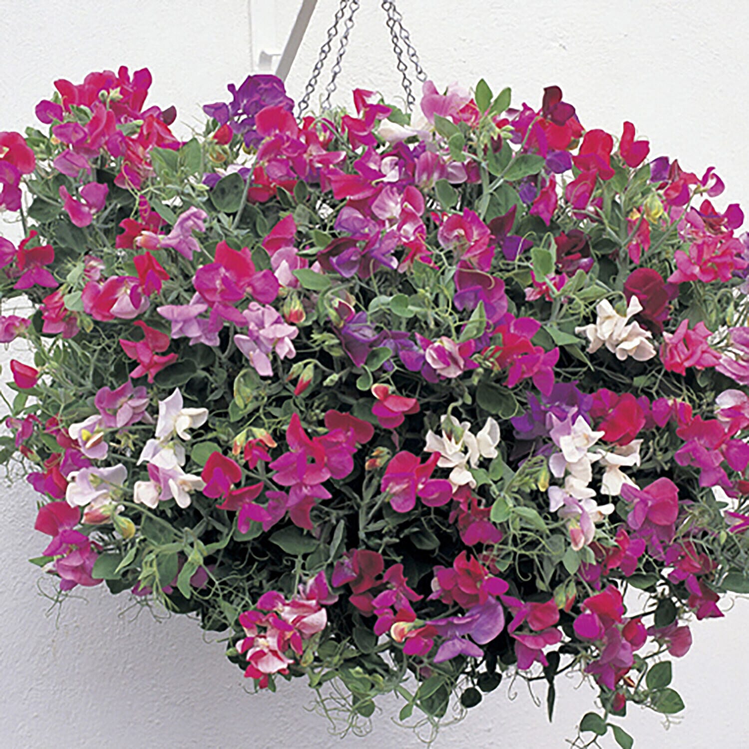 Pair of Pink Hanging Baskets with Six Mixed Colour Trailing Sweet Pea Plugs