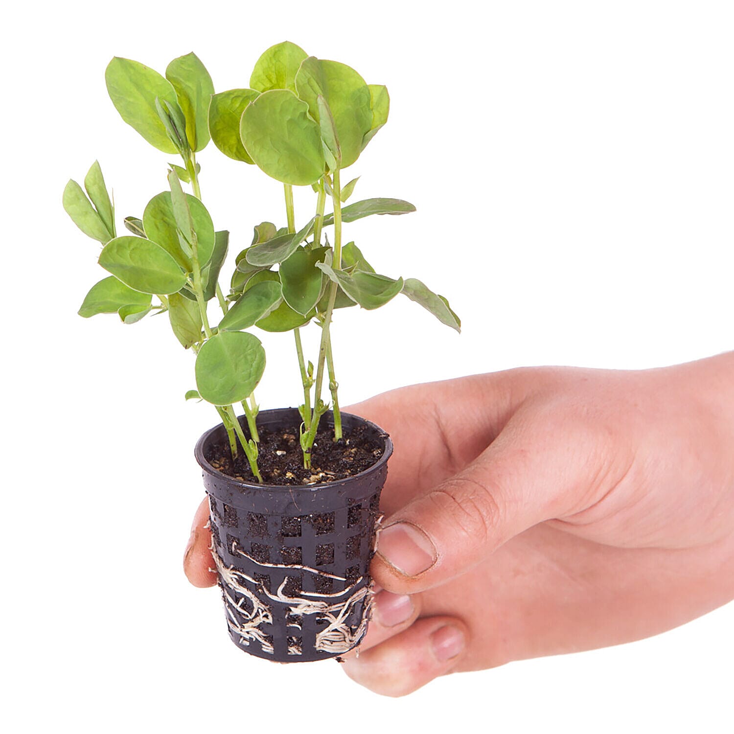 Pair of Pink Hanging Baskets with Six Mixed Colour Trailing Sweet Pea Plugs