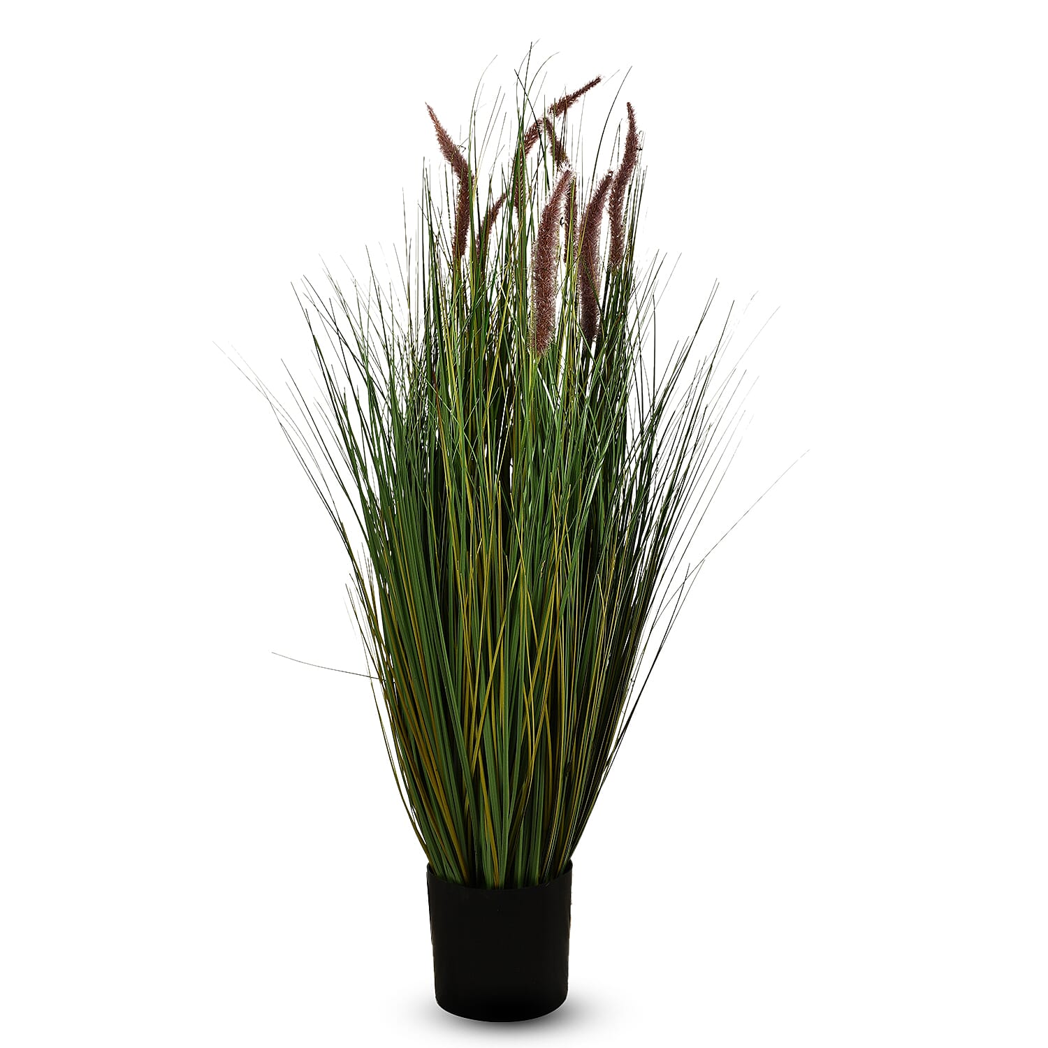 Ornamental Foxtail Grass (Size 75x11 cm) - Green