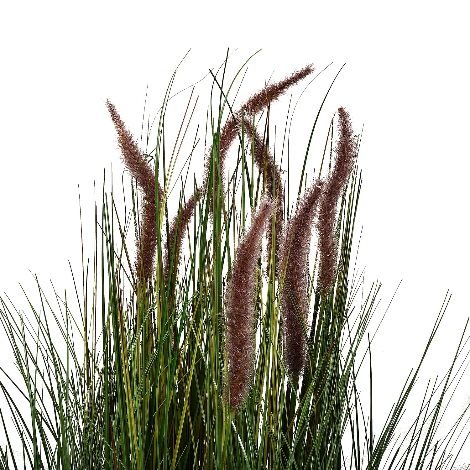 Ornamental Foxtail Grass (Size 75x11 cm) - Green
