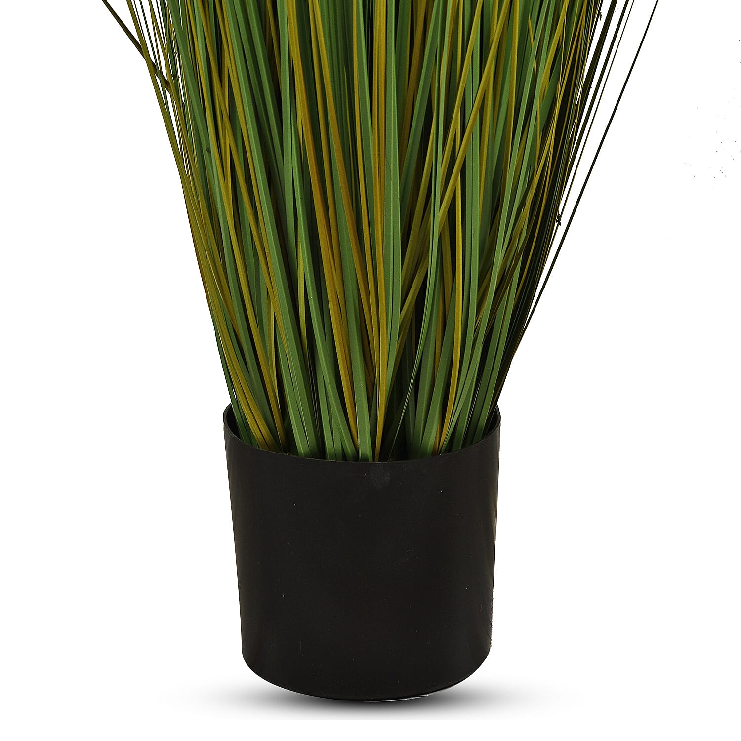 Ornamental Foxtail Grass (Size 75x11 cm) - Green
