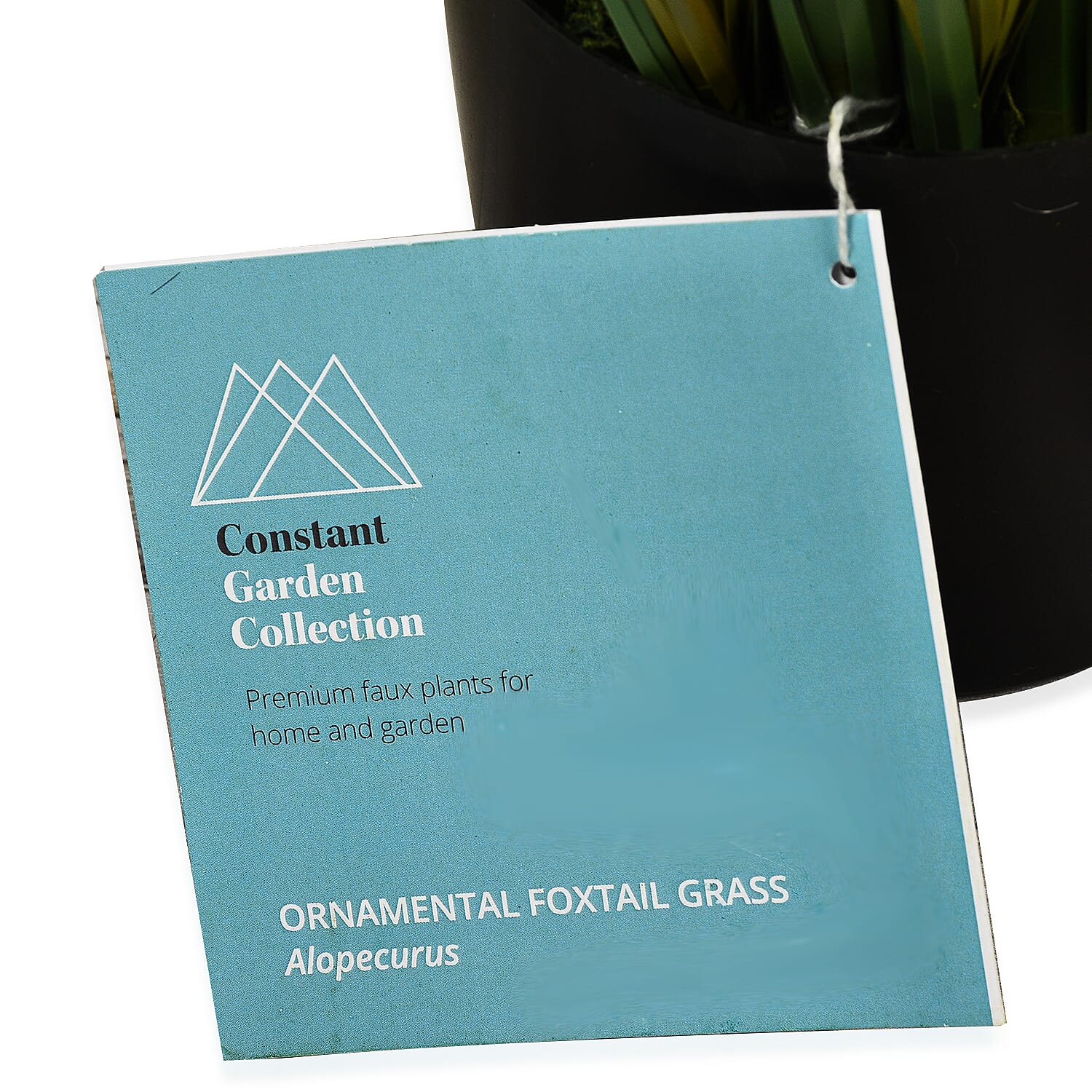 Ornamental Foxtail Grass (Size 75x11 cm) - Green