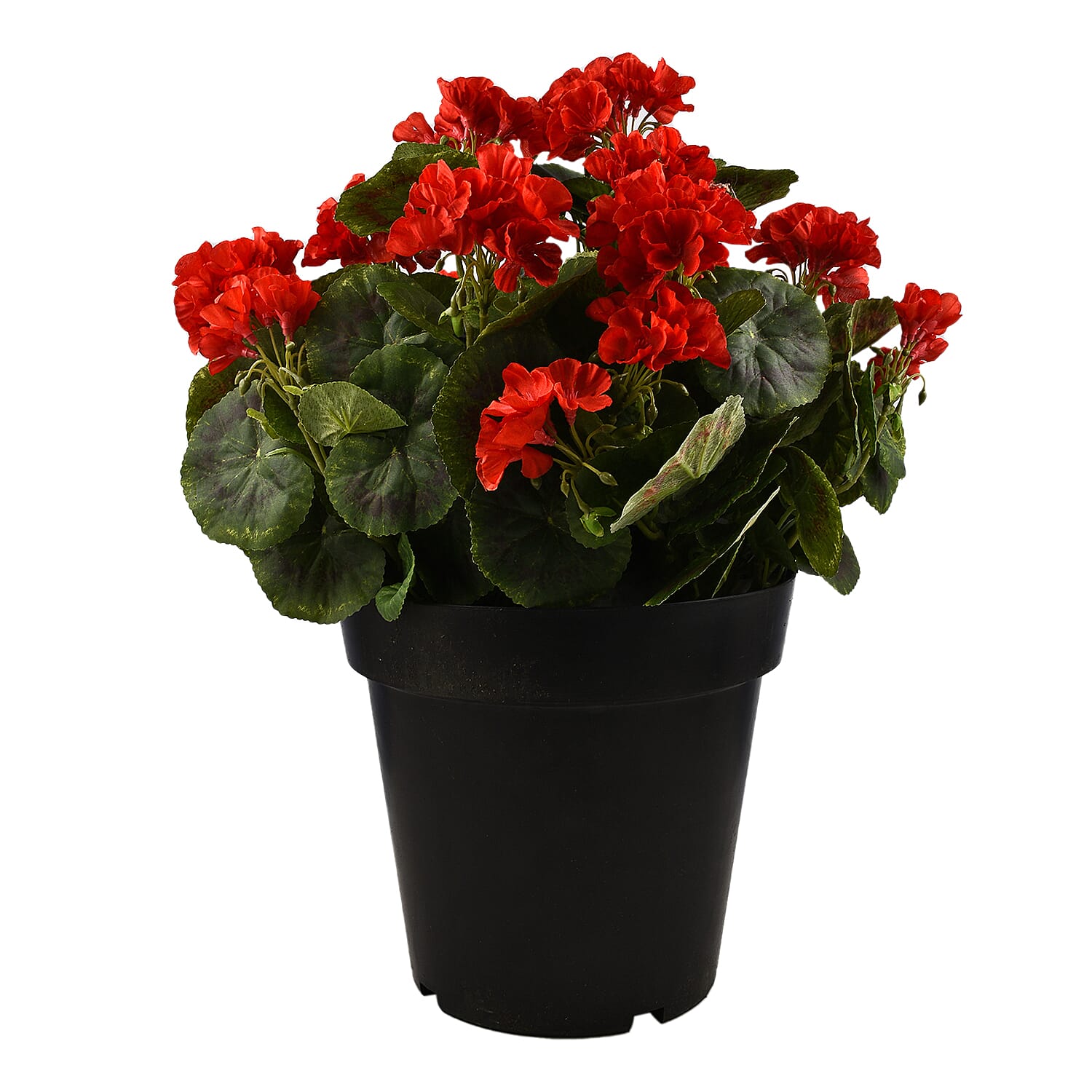 Red Geranium Pot (Size 45x20 cm) - Red