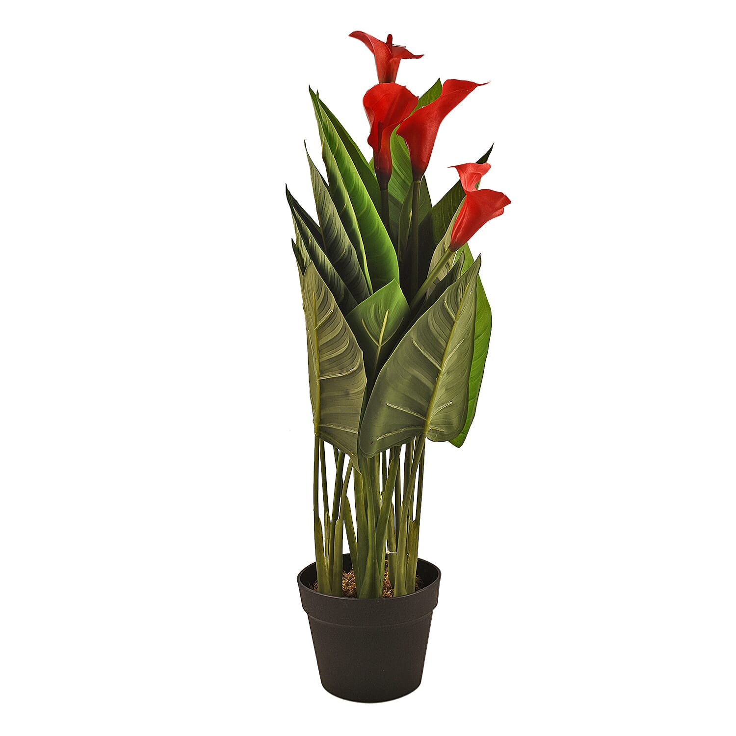 Calla Lily (Size 75x13 cm) - Red