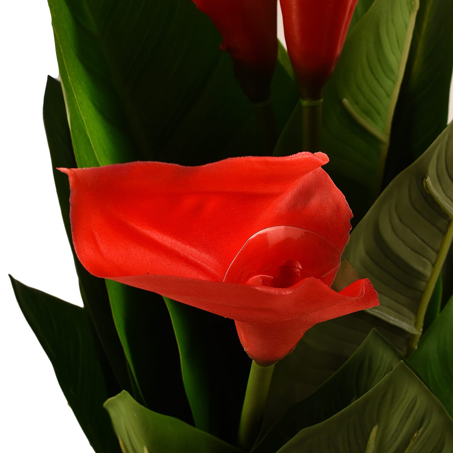 Calla Lily (Size 75x13 cm) - Red