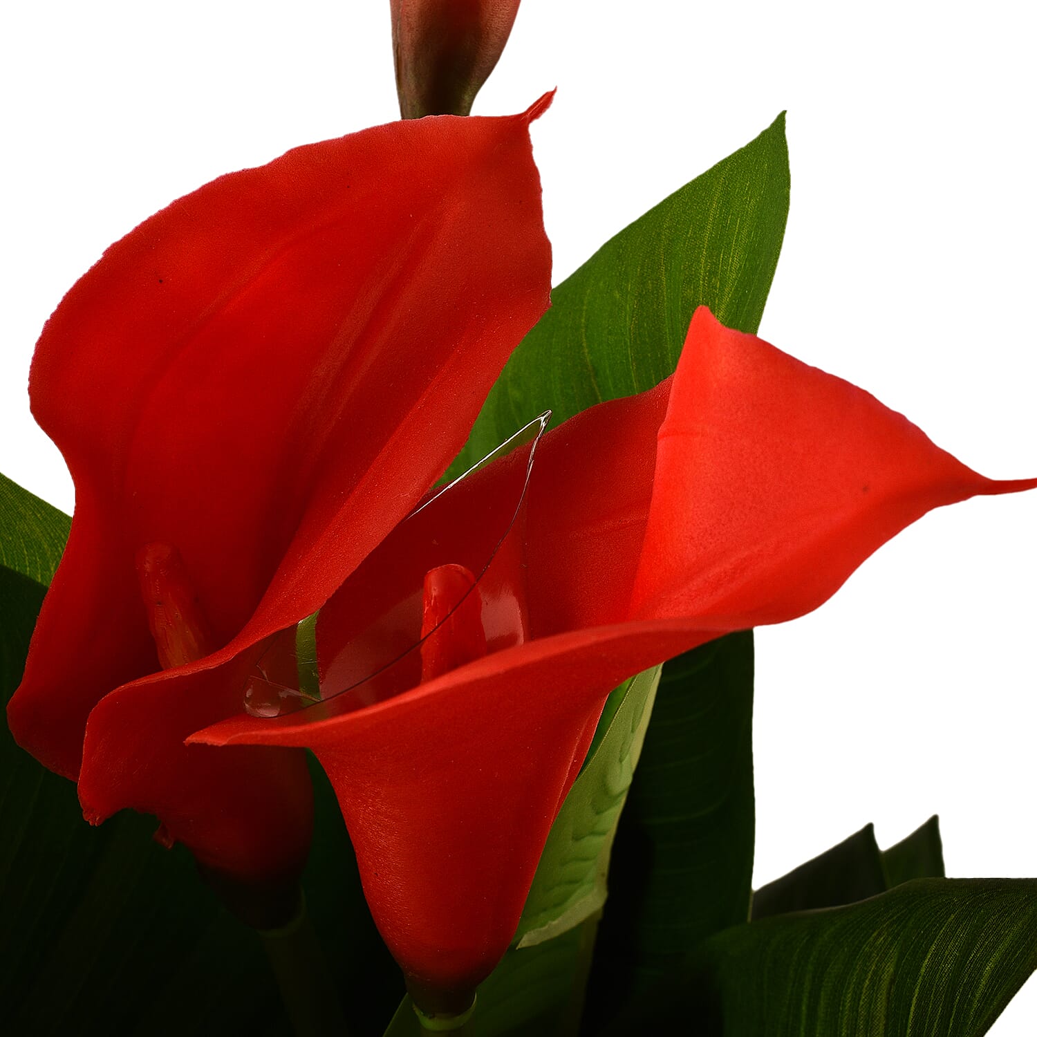 Calla Lily (Size 75x13 cm) - Red