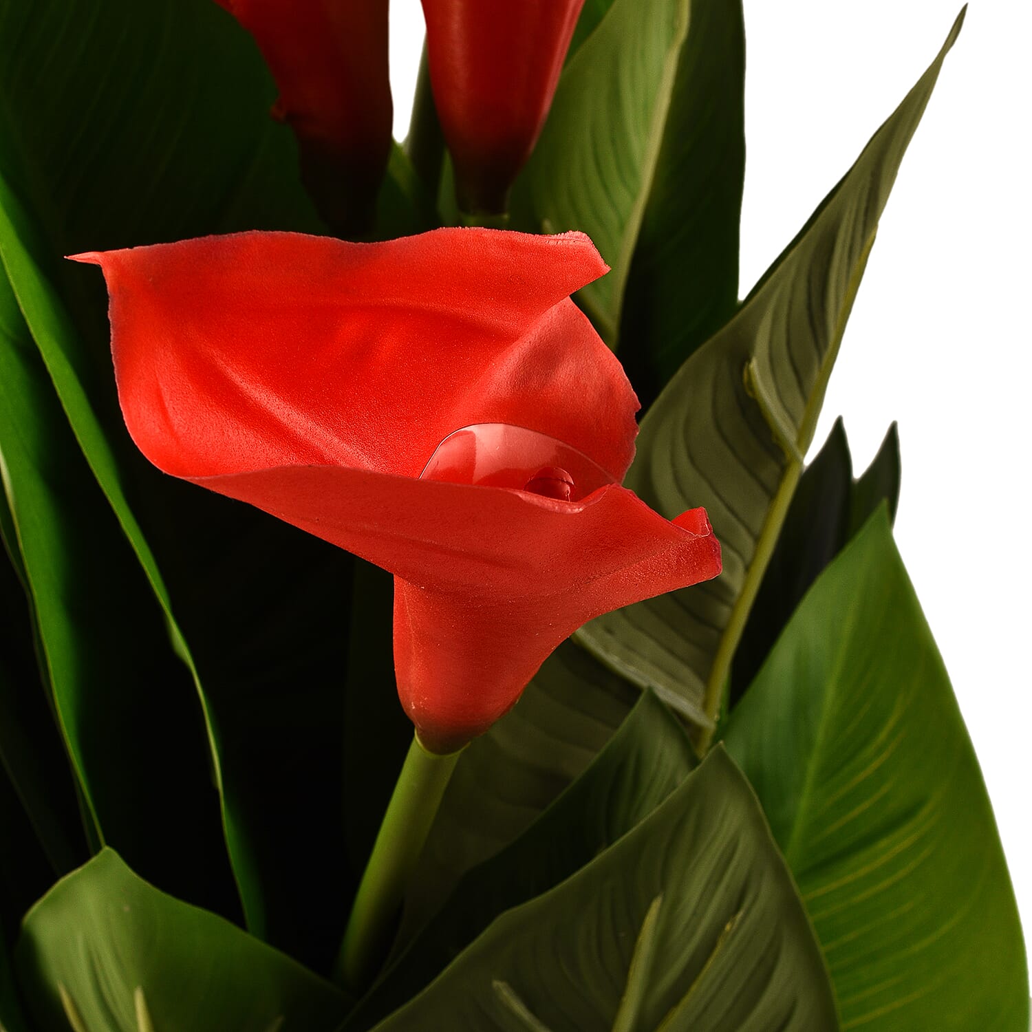 Calla Lily (Size 75x13 cm) - Red