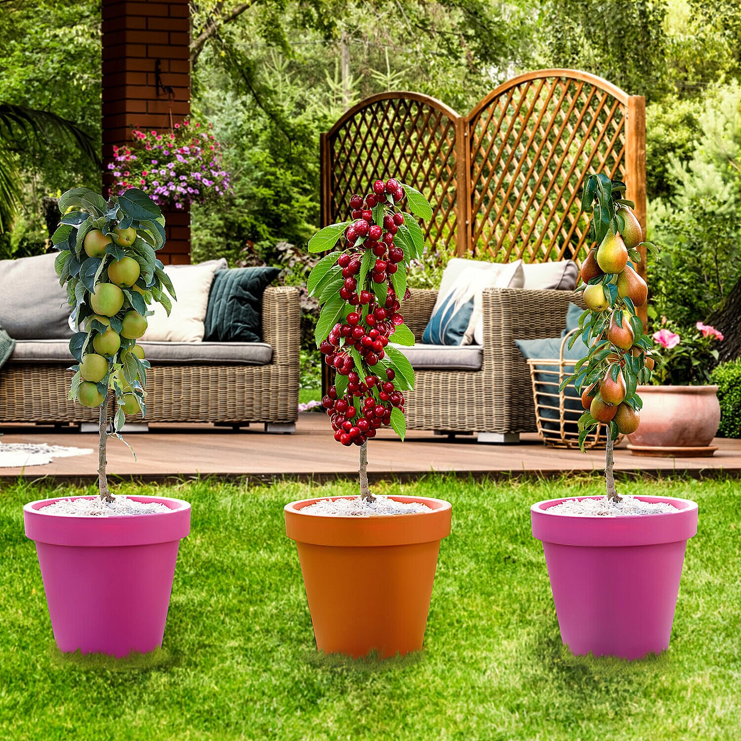 Collection of Columnar Bare Root Fruit Trees - Apple, Pear & Cherry