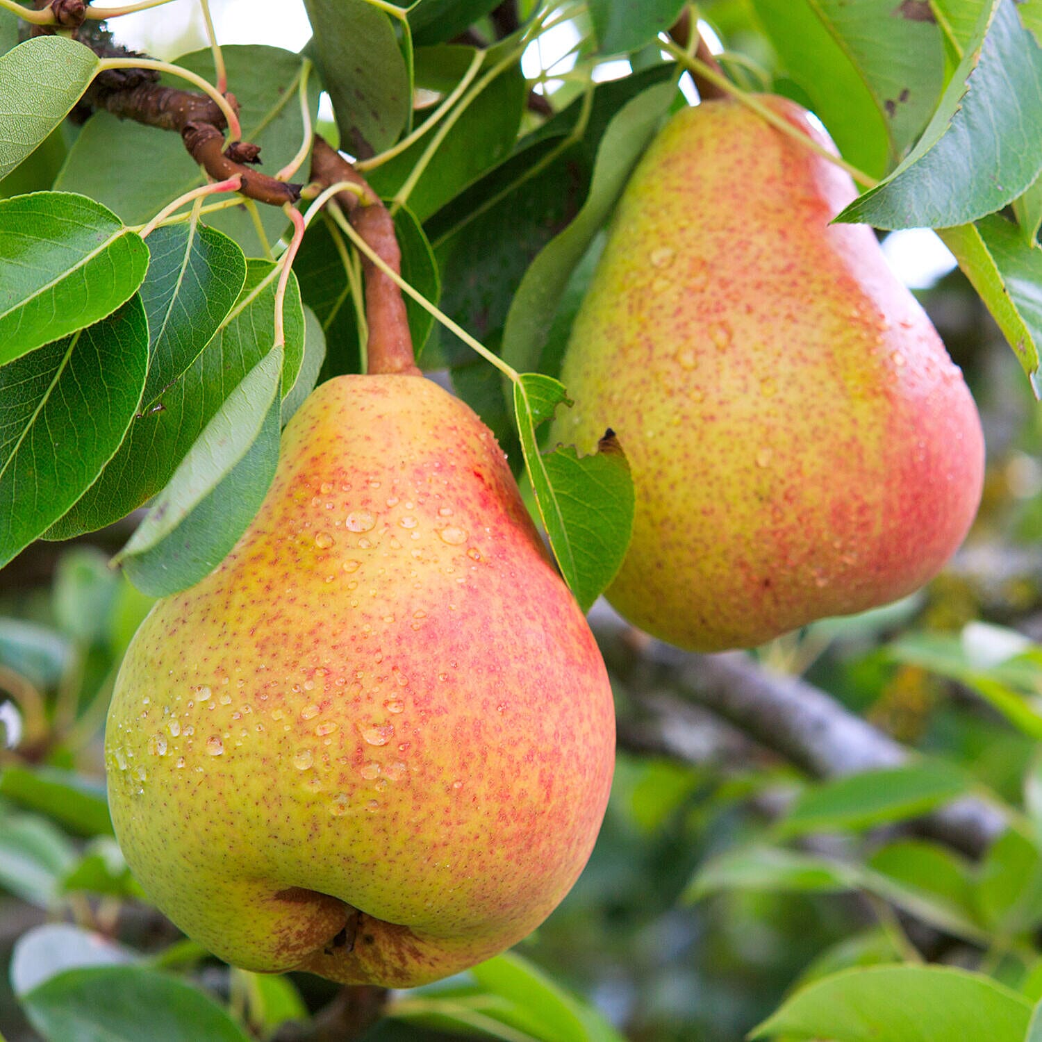 Collection of Columnar Bare Root Fruit Trees - Apple, Pear & Cherry